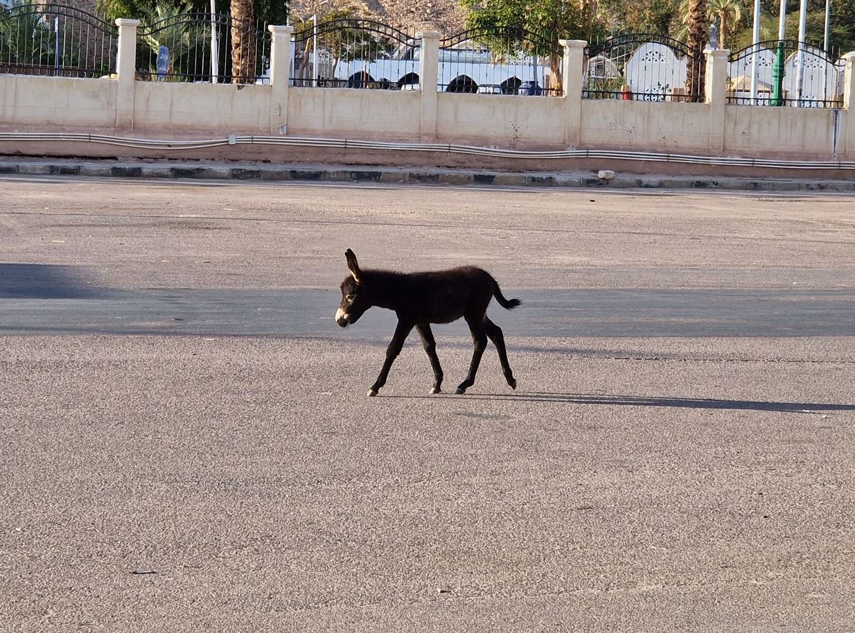 Baby donkey