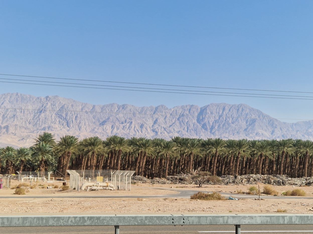 Oasis