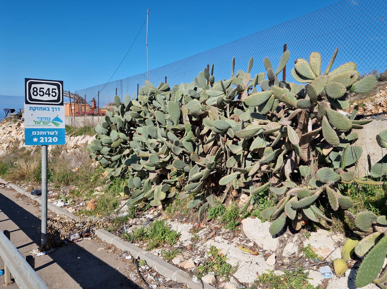b97ef-cactus-1.jpg