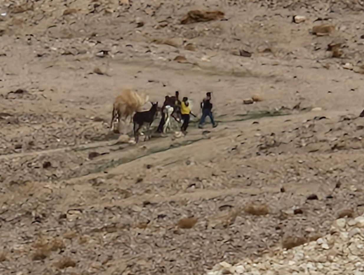 Camel
