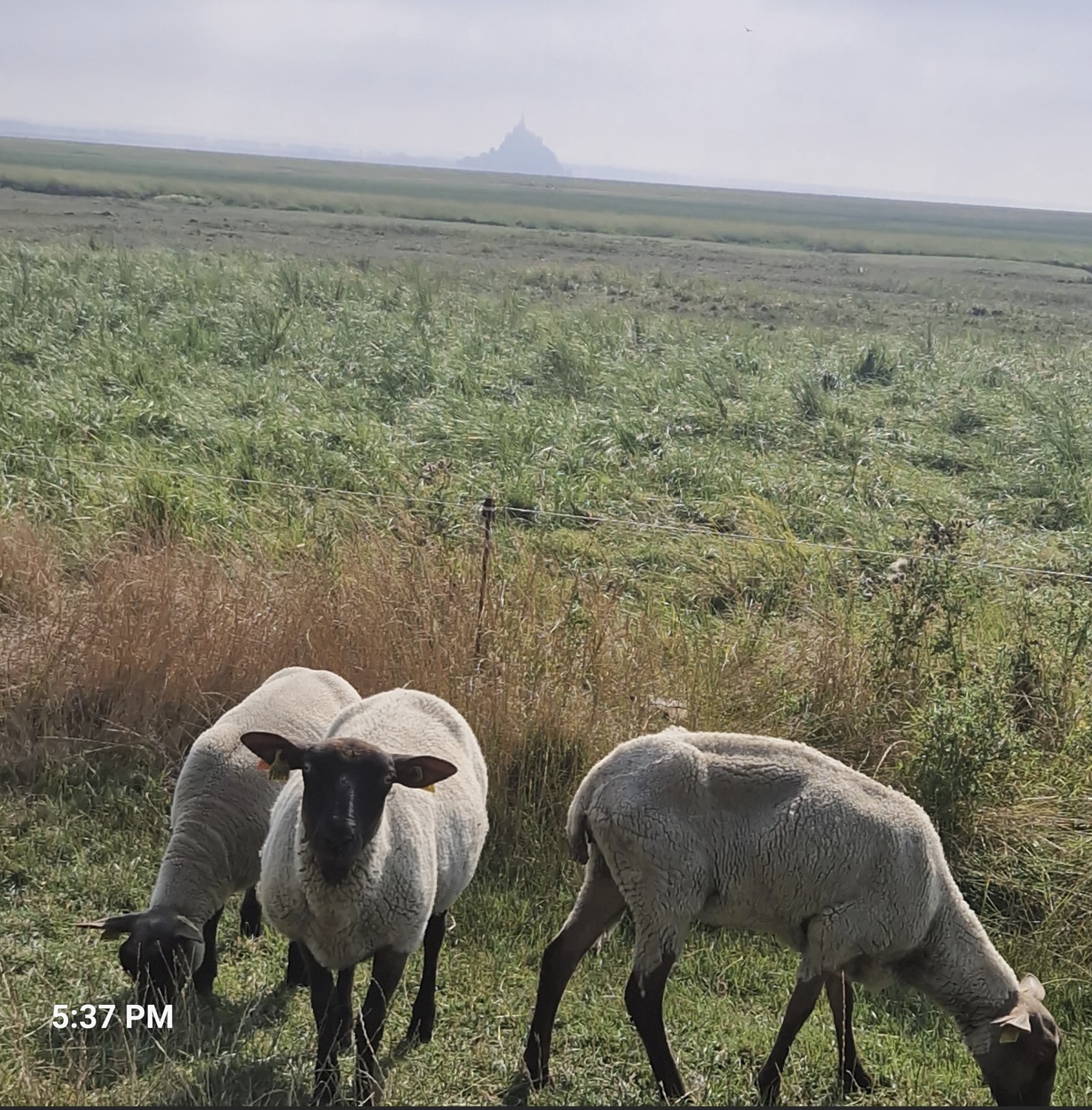 Sheep with MSM in the background