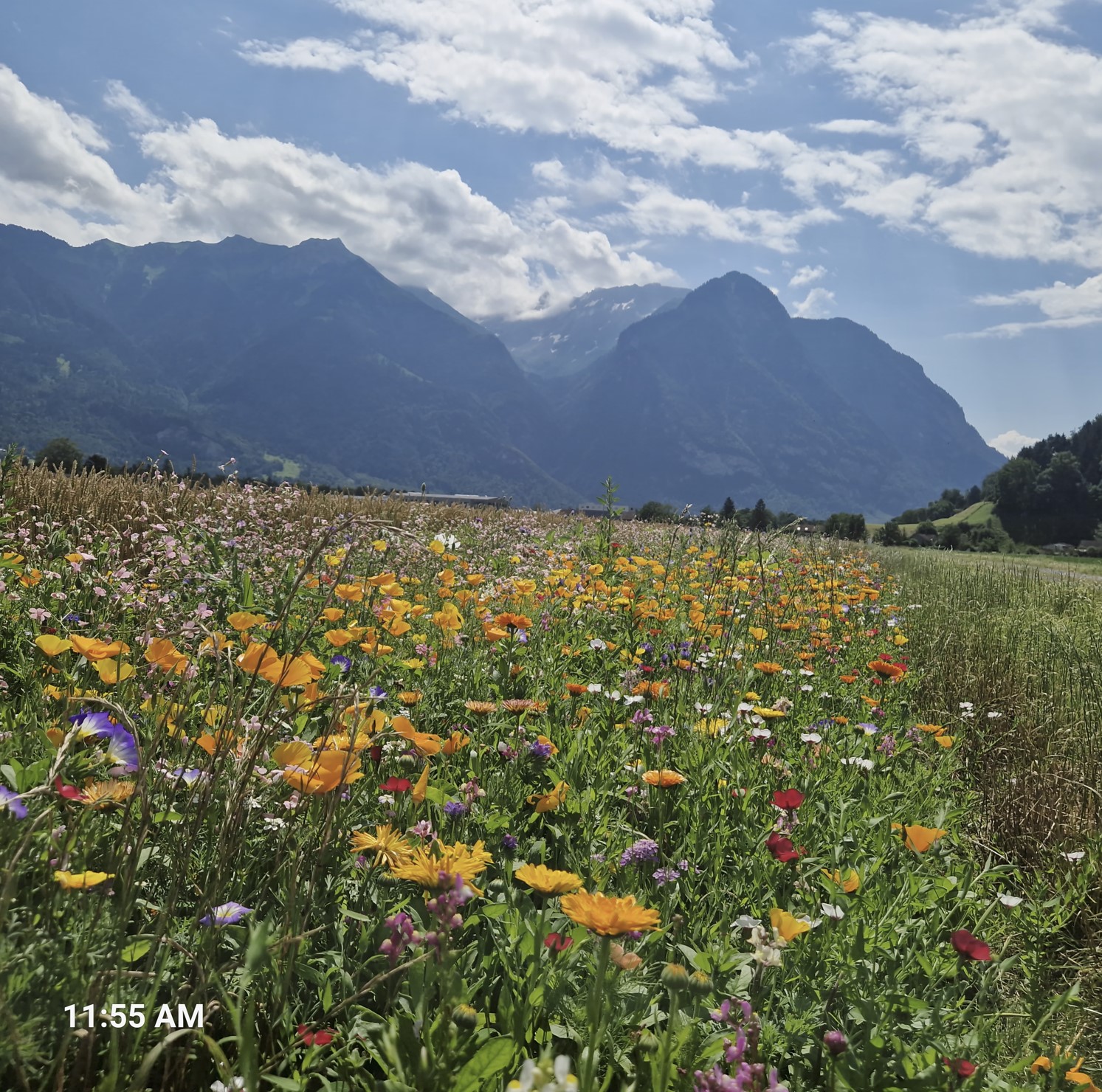Wonderful flowers