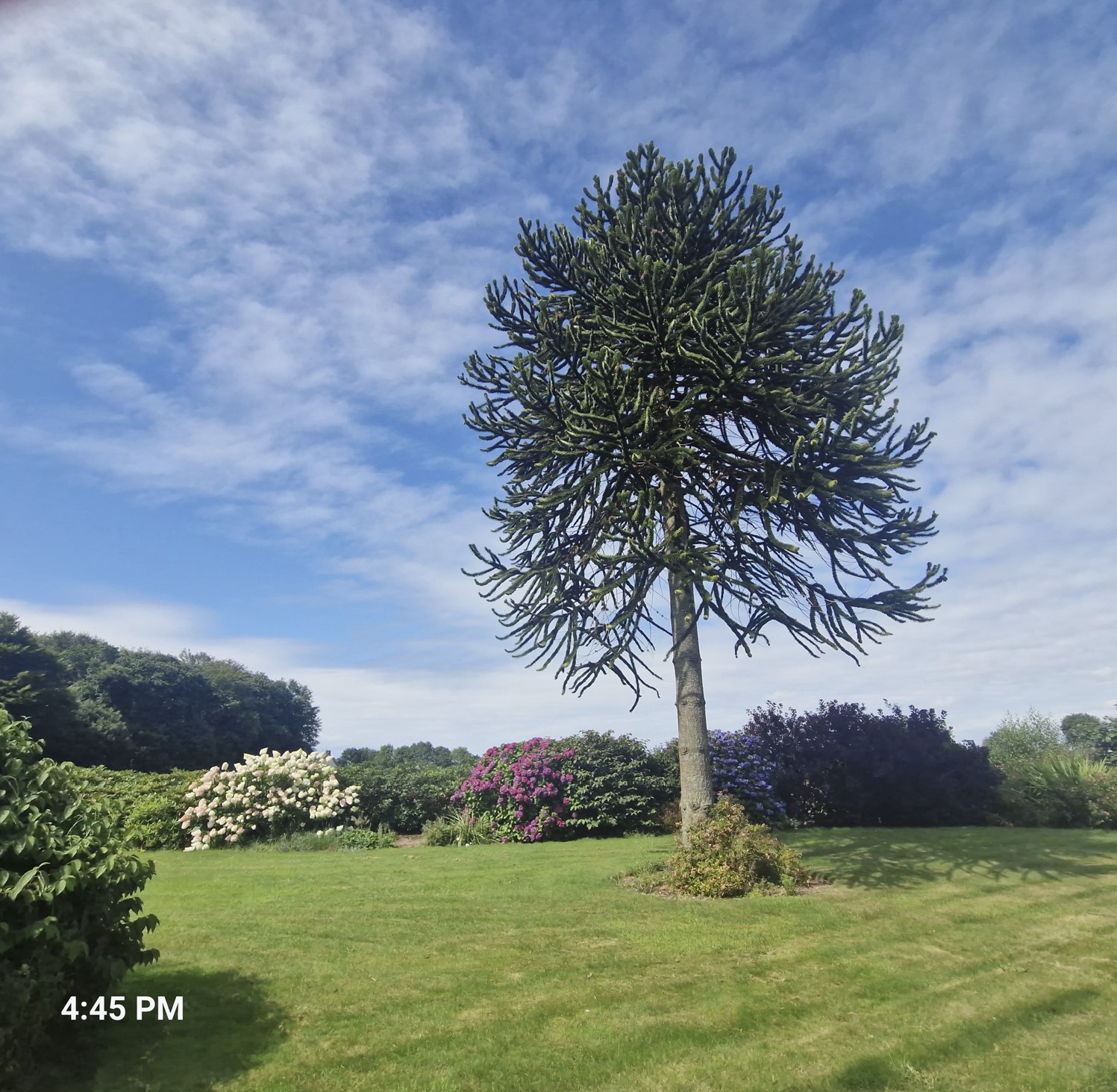 08ed5-house-with-garden2.jpg