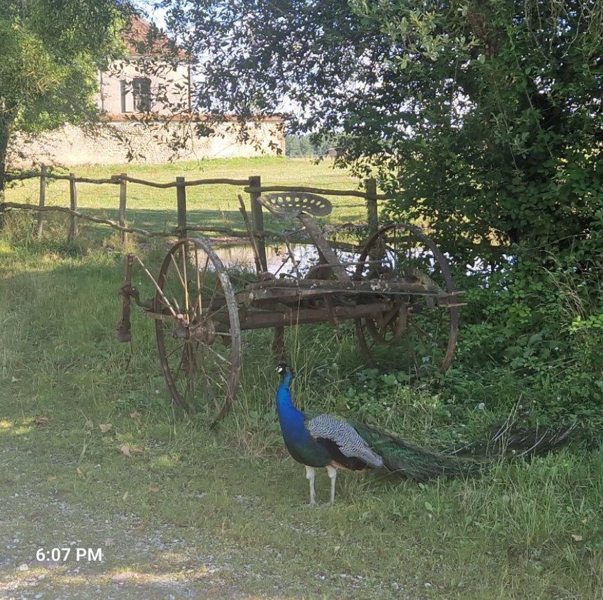 Peacock saying hello