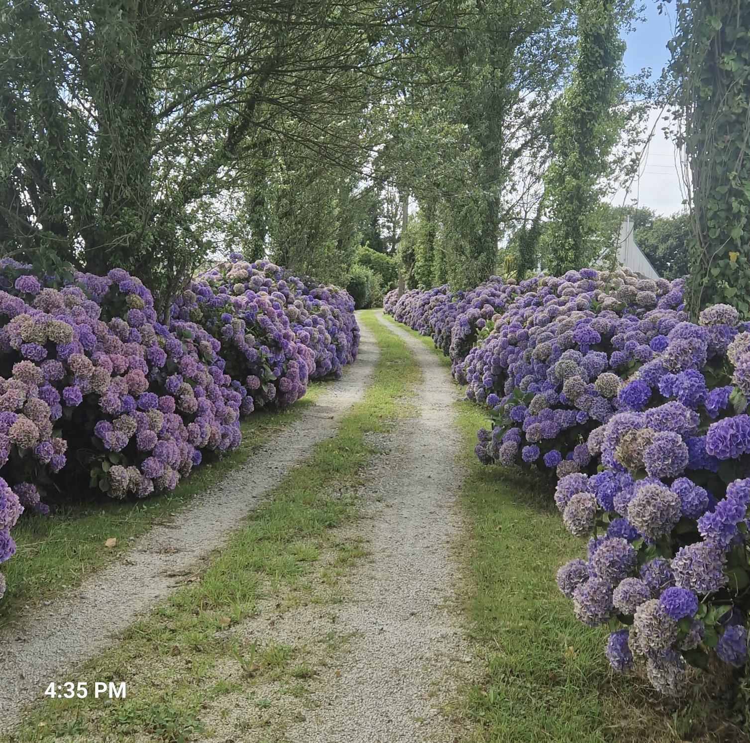 Bushes of hortensia, as far as the eye can see... 