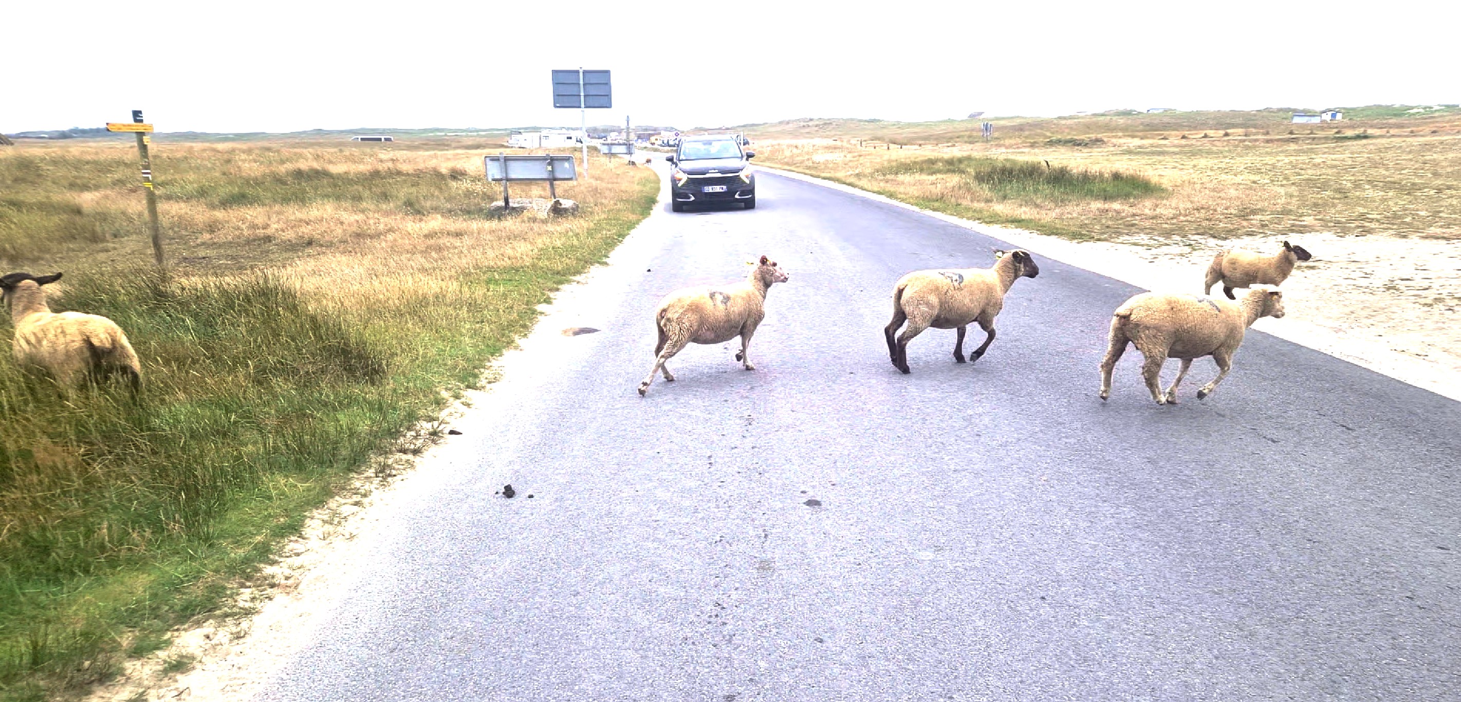 Running for their dear lives