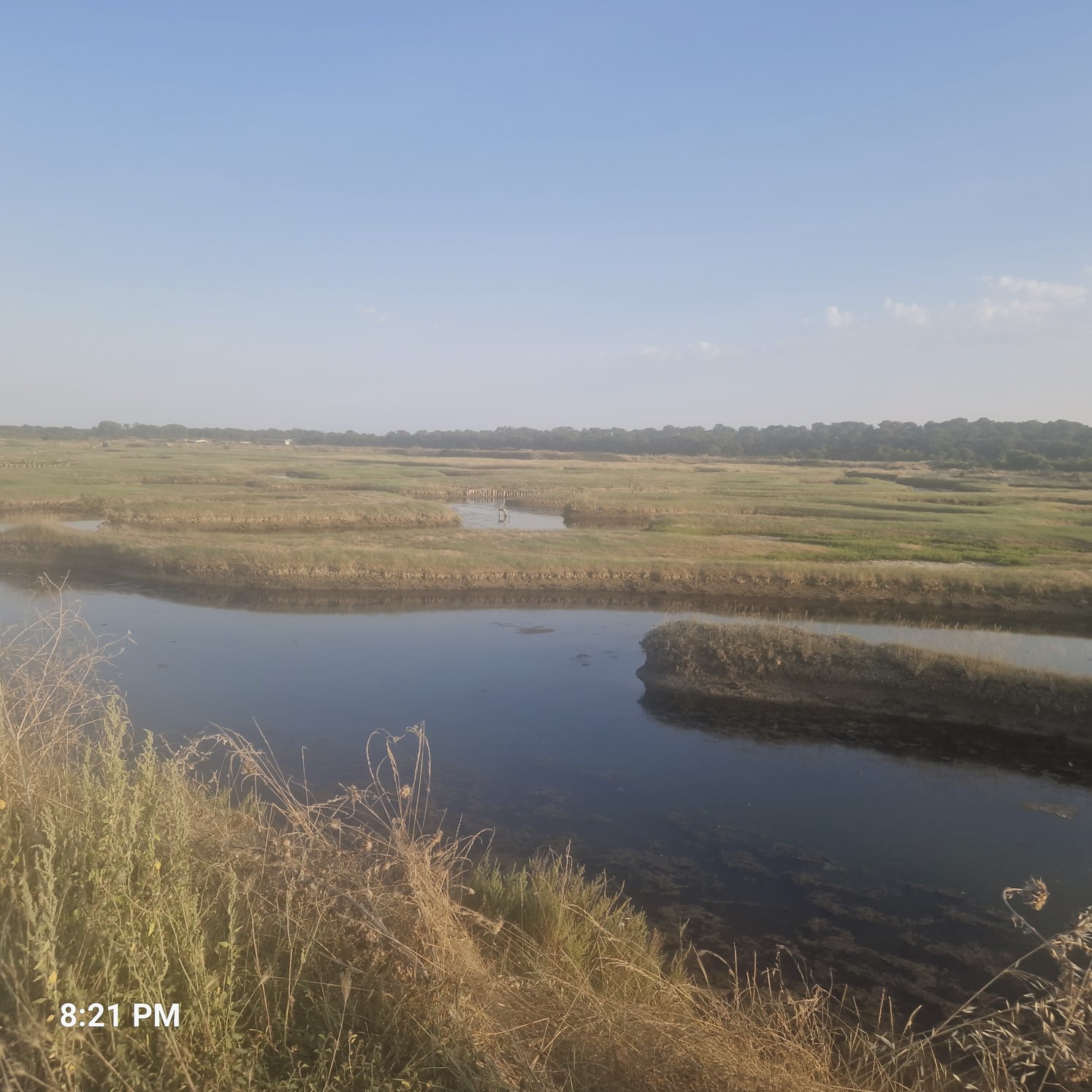 49ffe-marshland1.jpg