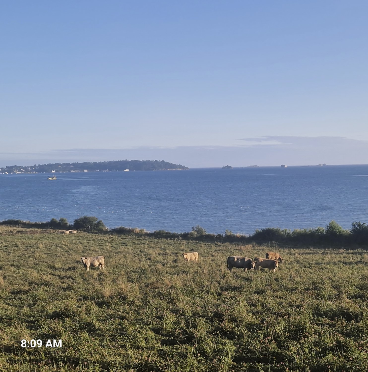 No, at the sea...with cows