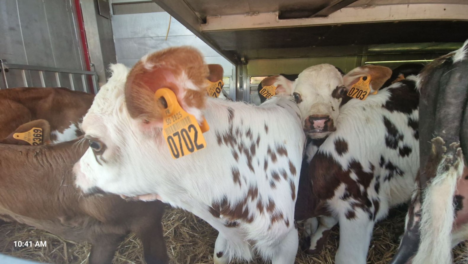 6831c-calf1.jpg
