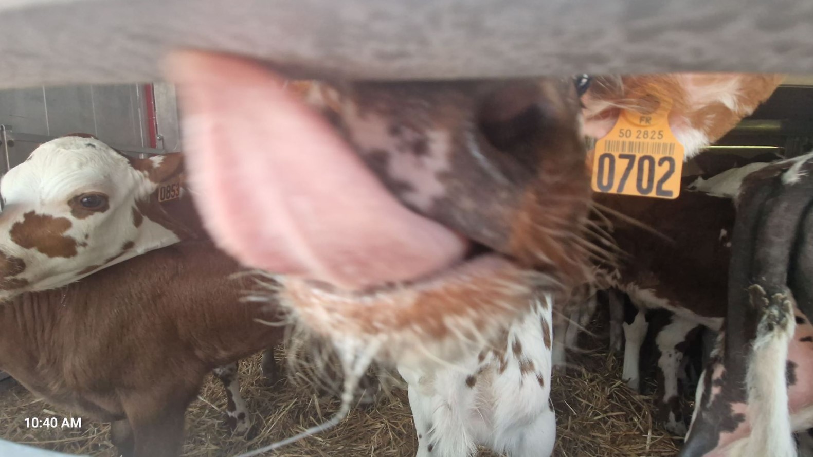 6acaf-calf2.jpg