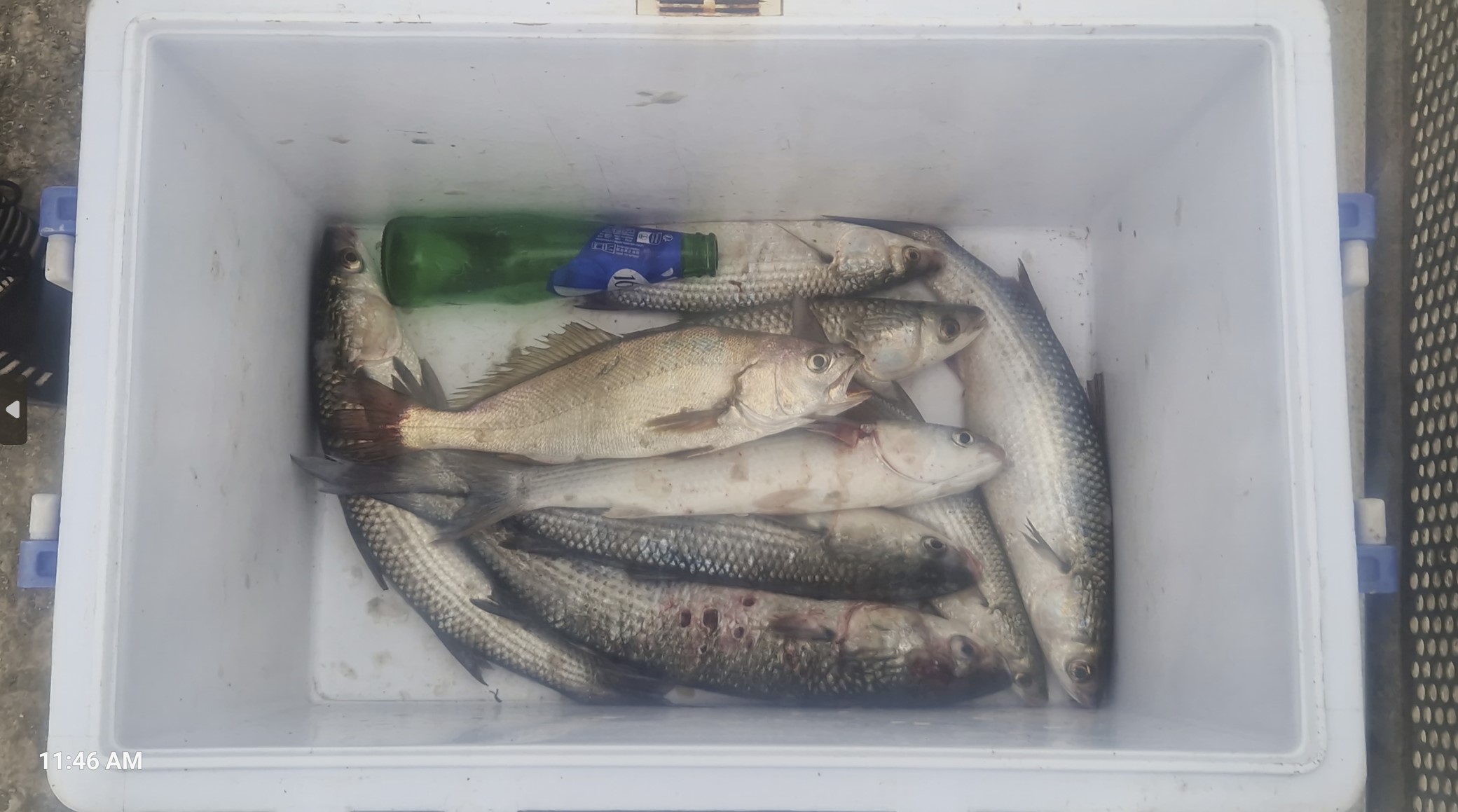 7248d-catch.jpg