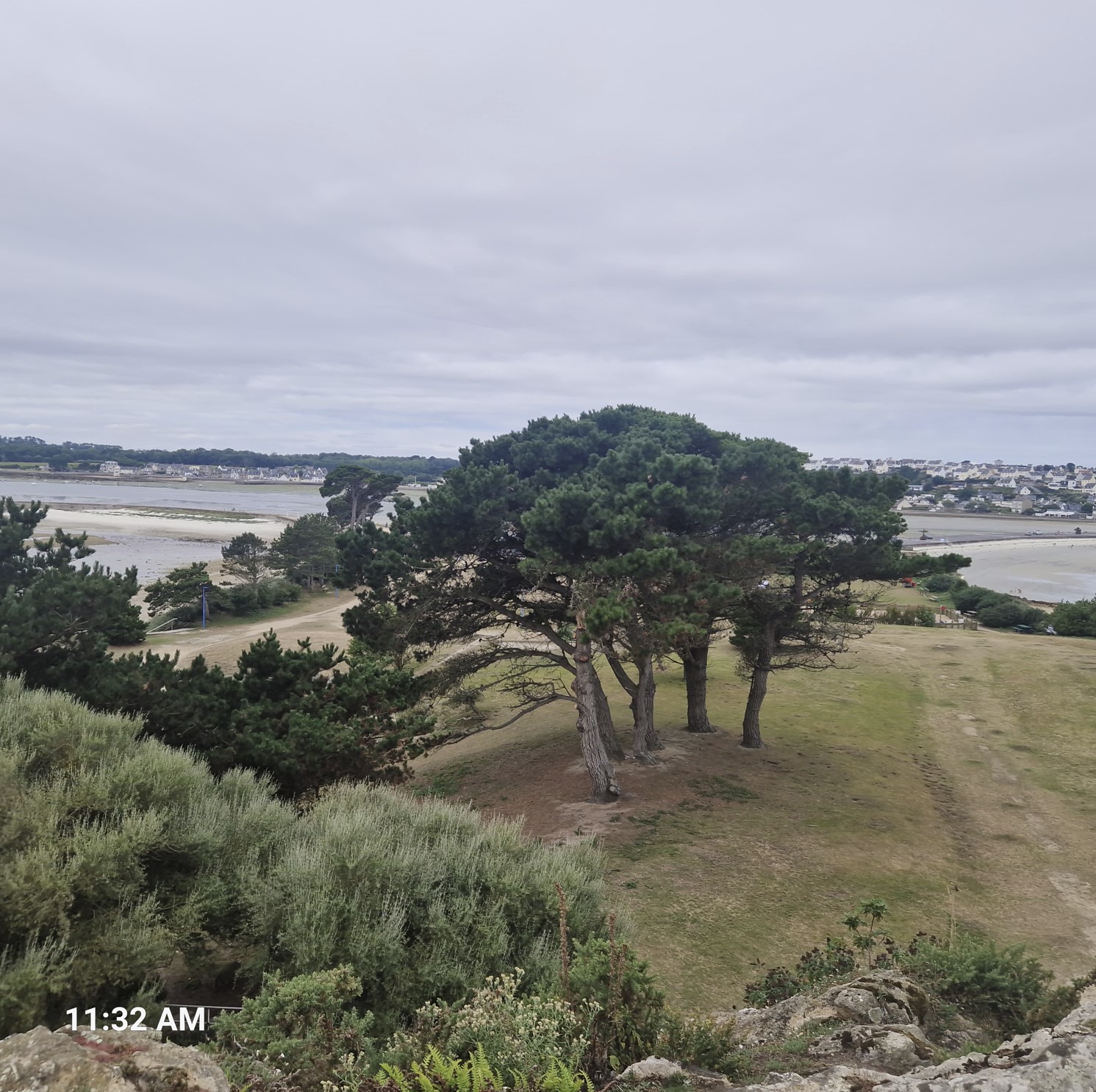 77dba-tree_1.jpg