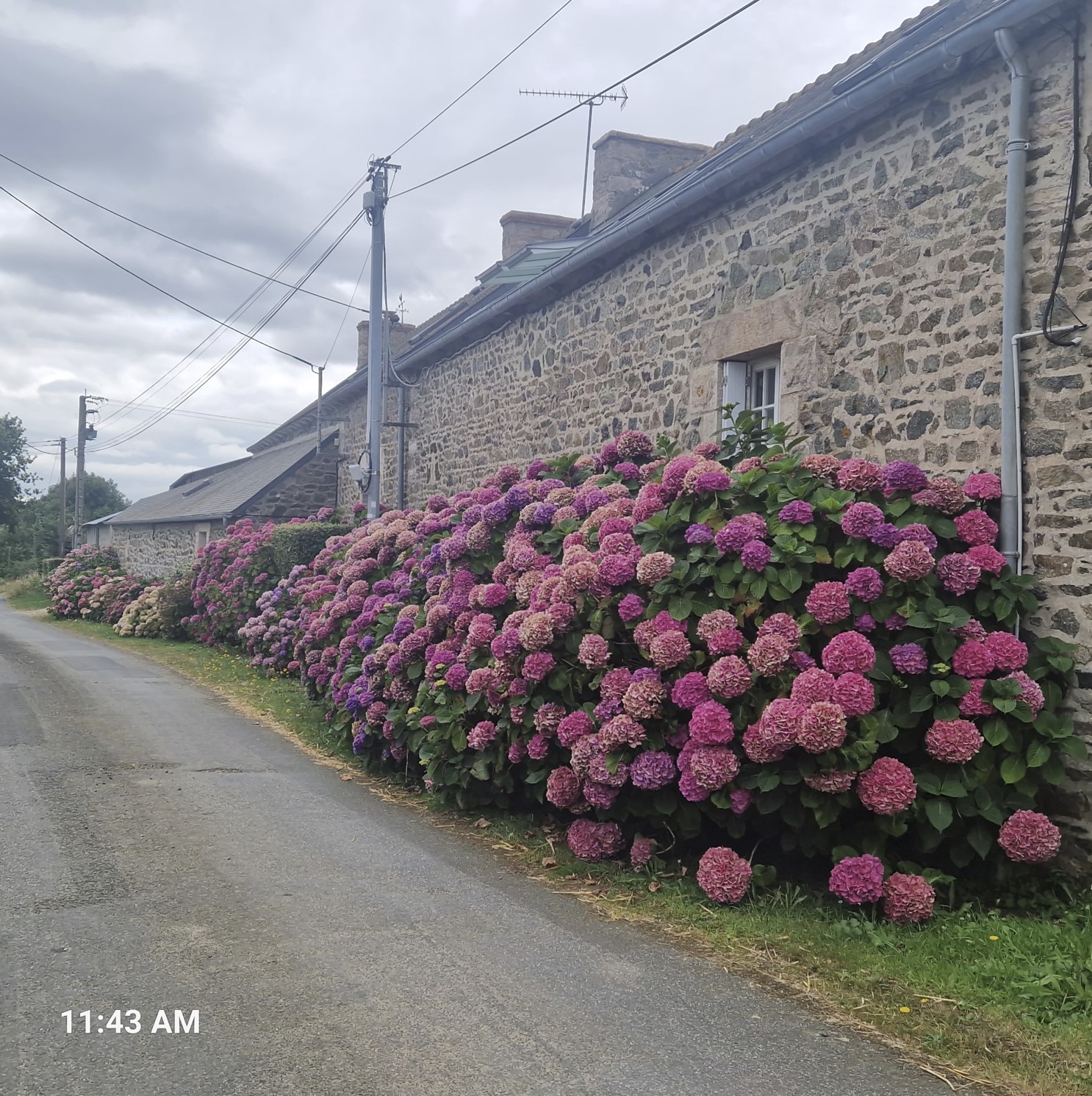Hydrangeas