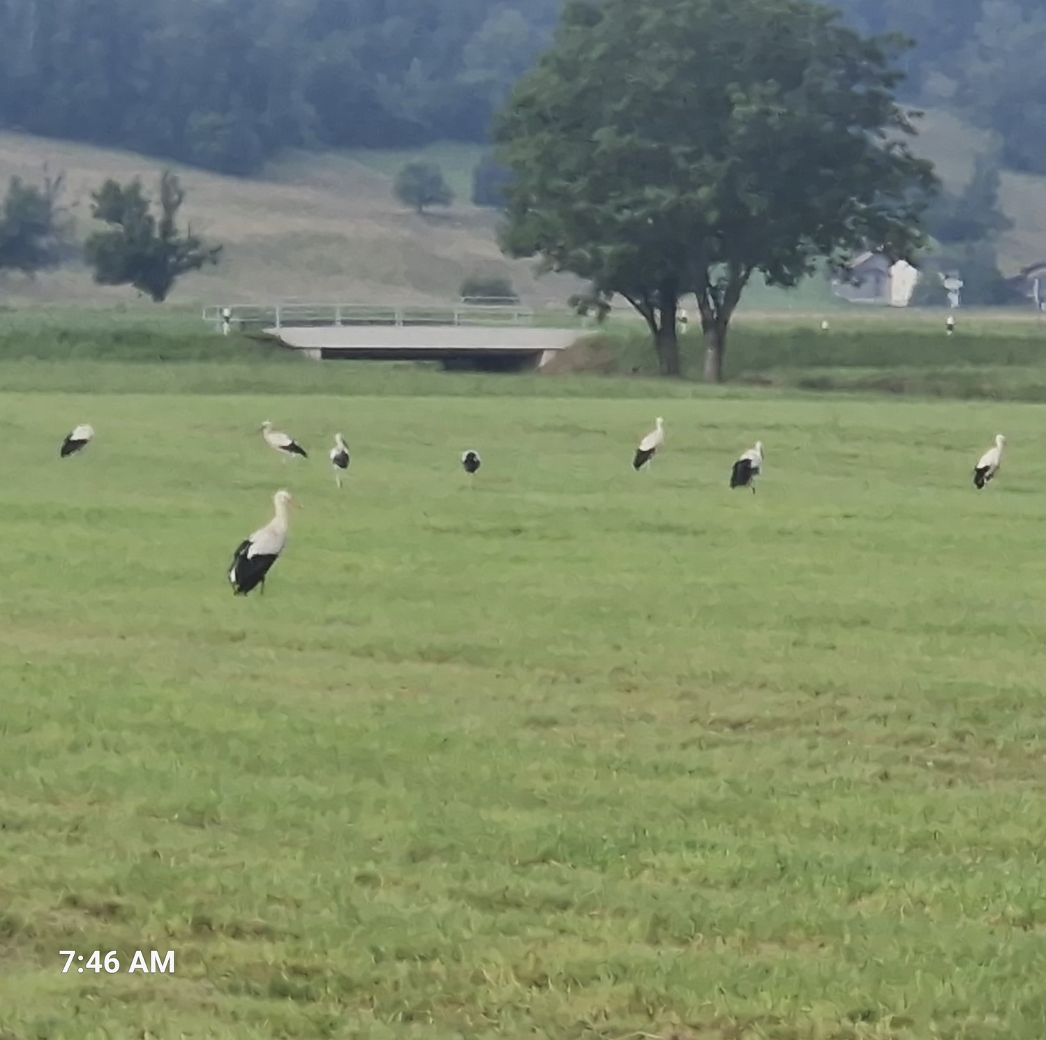 Storks of Lichtenstein