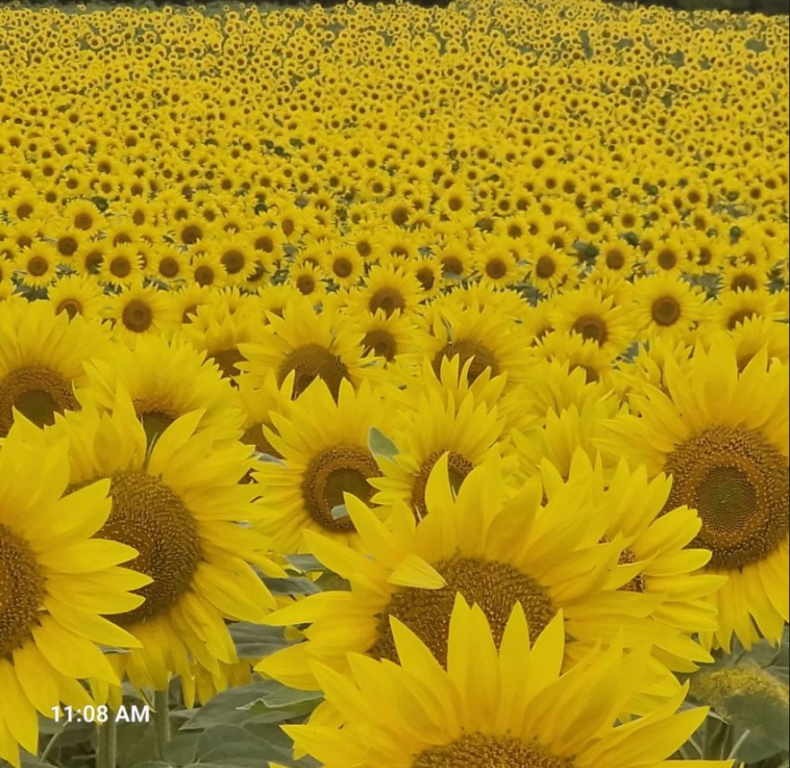 Sunflowers