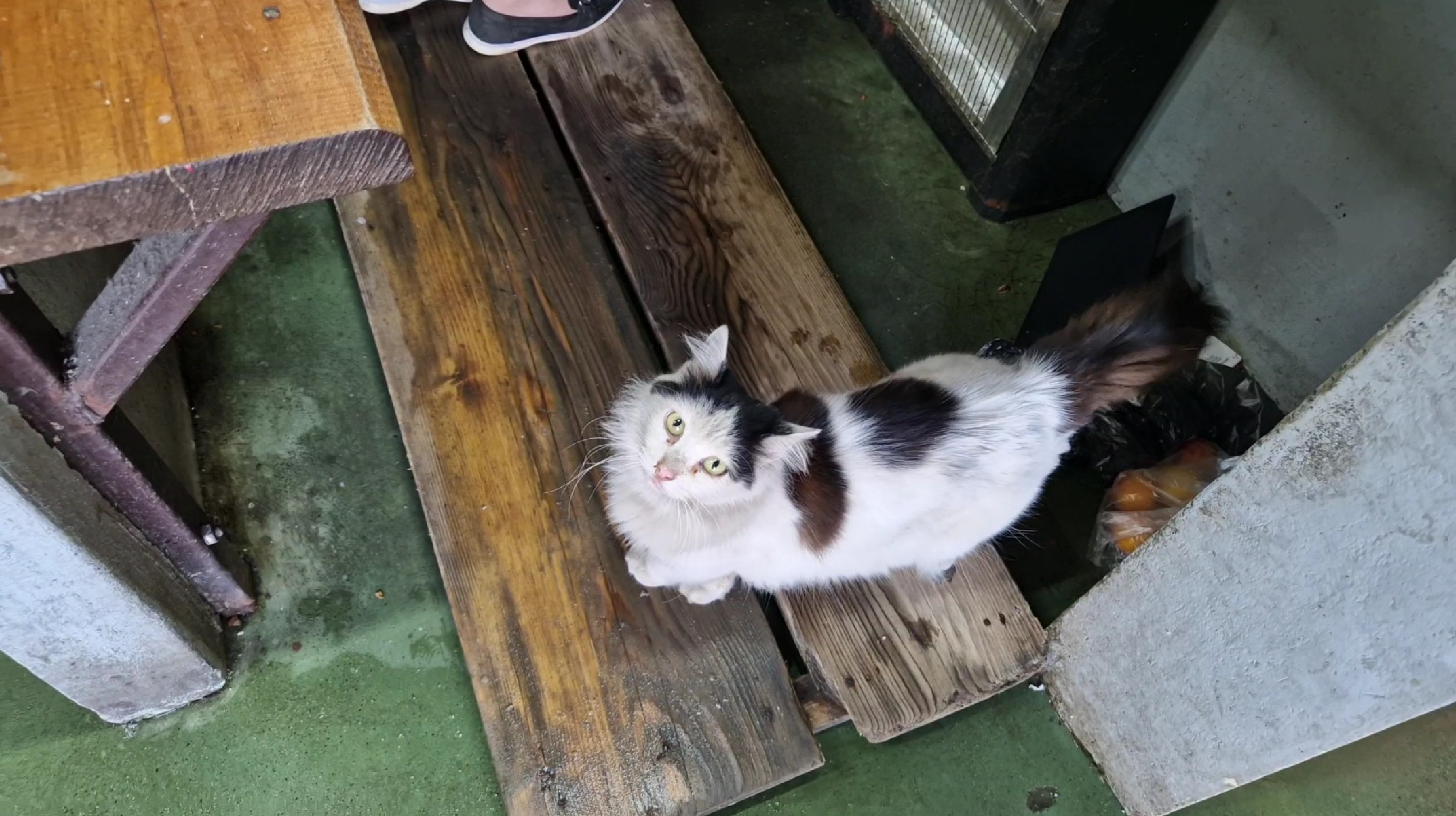 0033b-cat-market.jpg