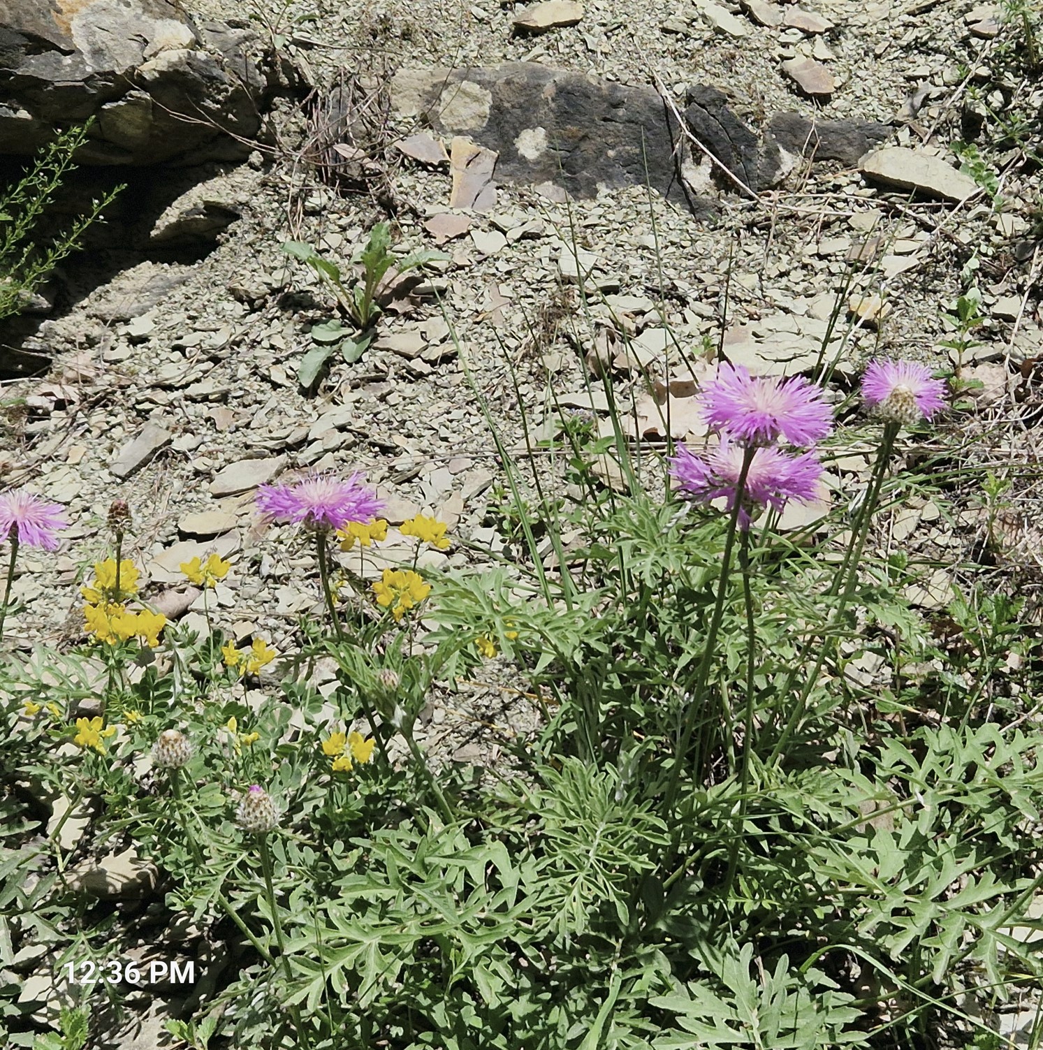 04766-wild-flower2.jpg