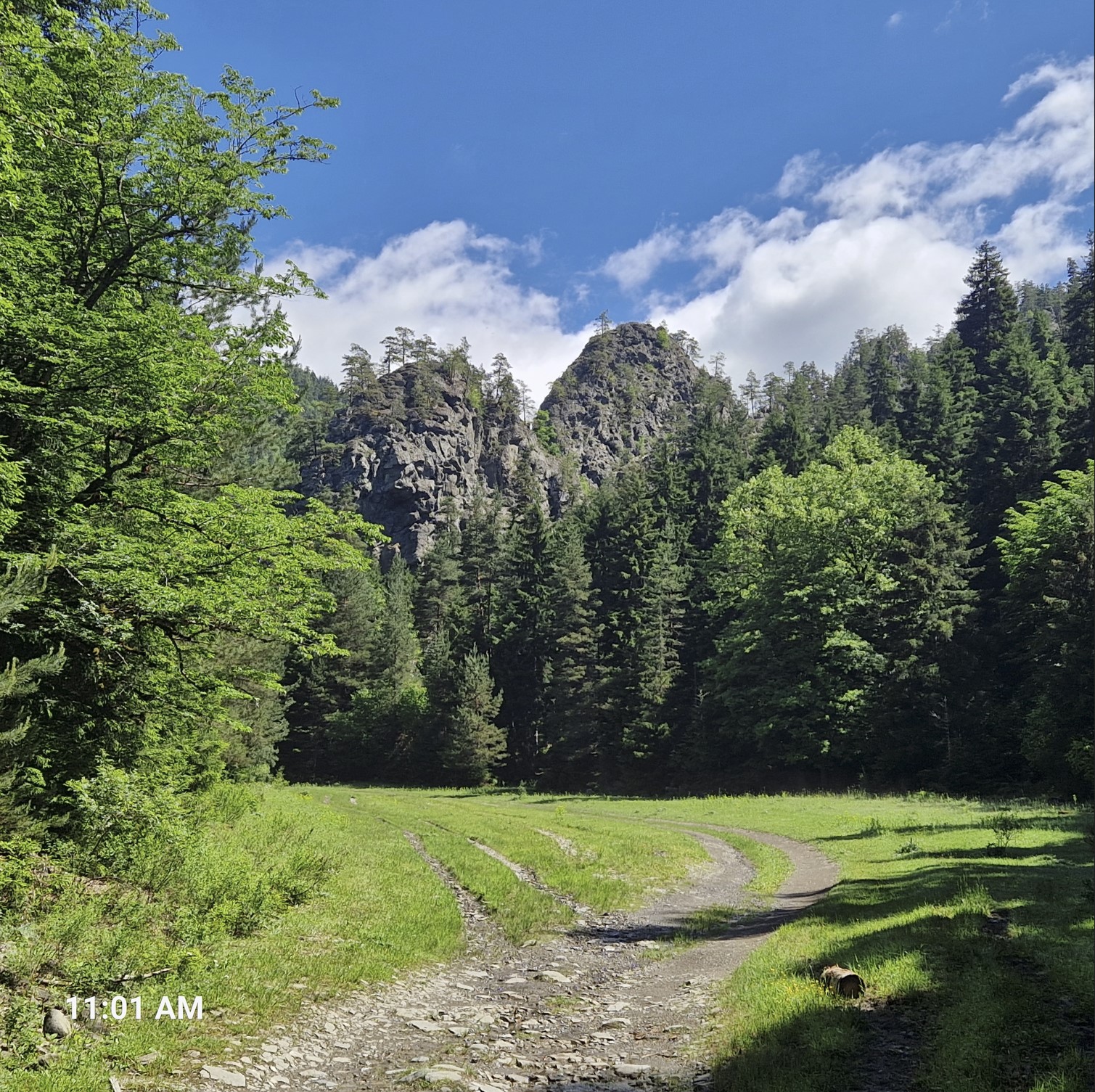 Meadow