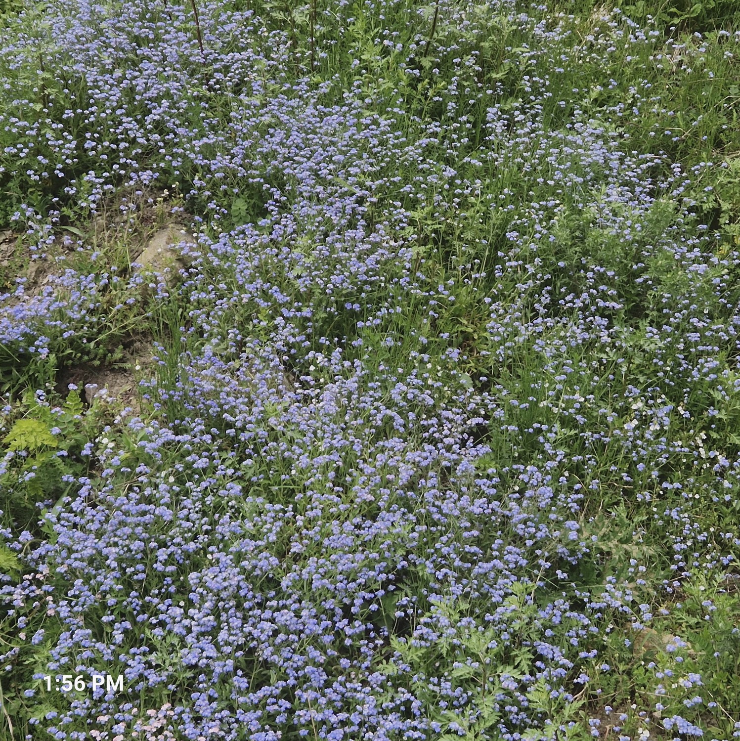 265ac-wild-flower4.jpg
