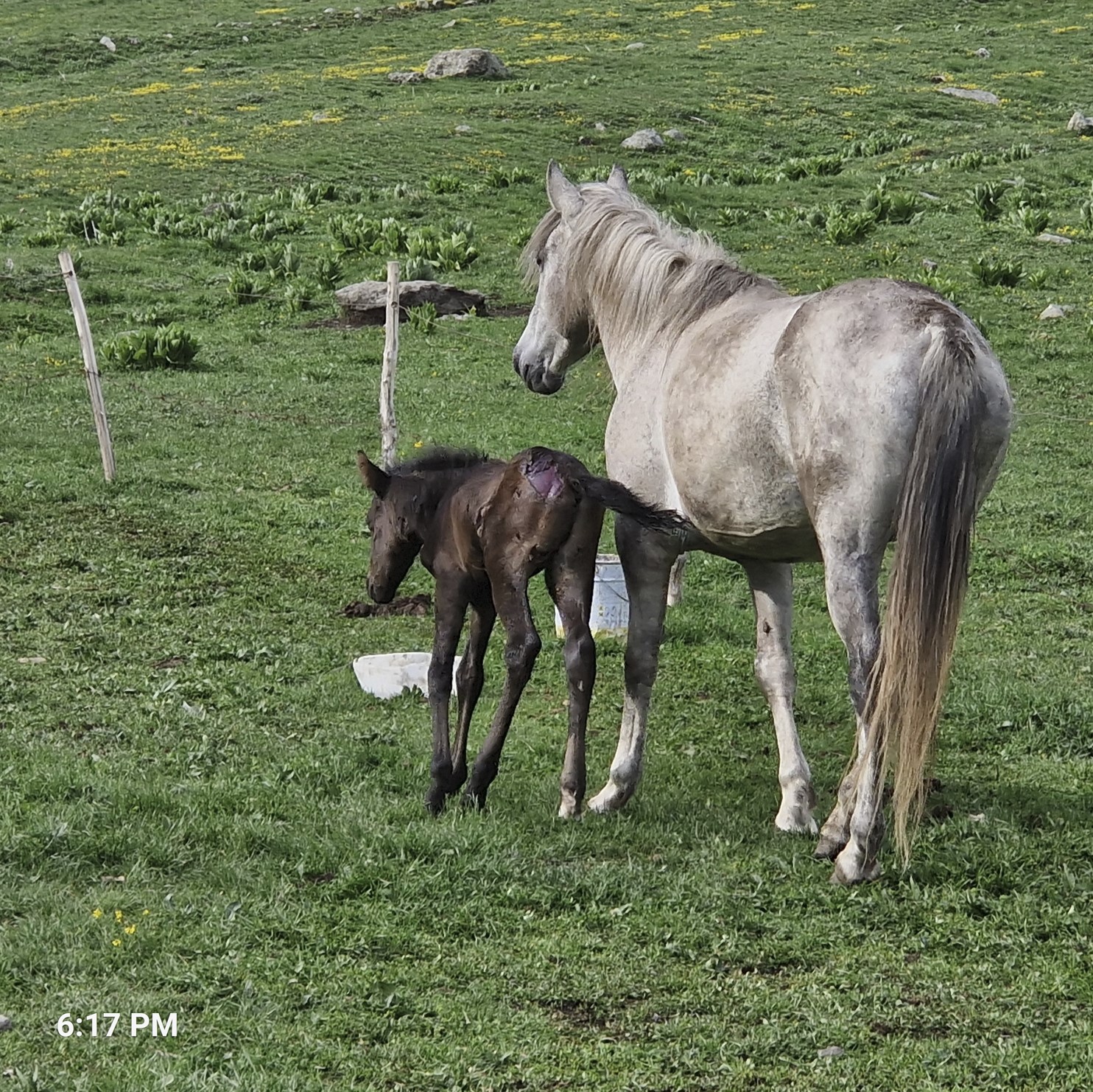 338c7-horses2.jpg