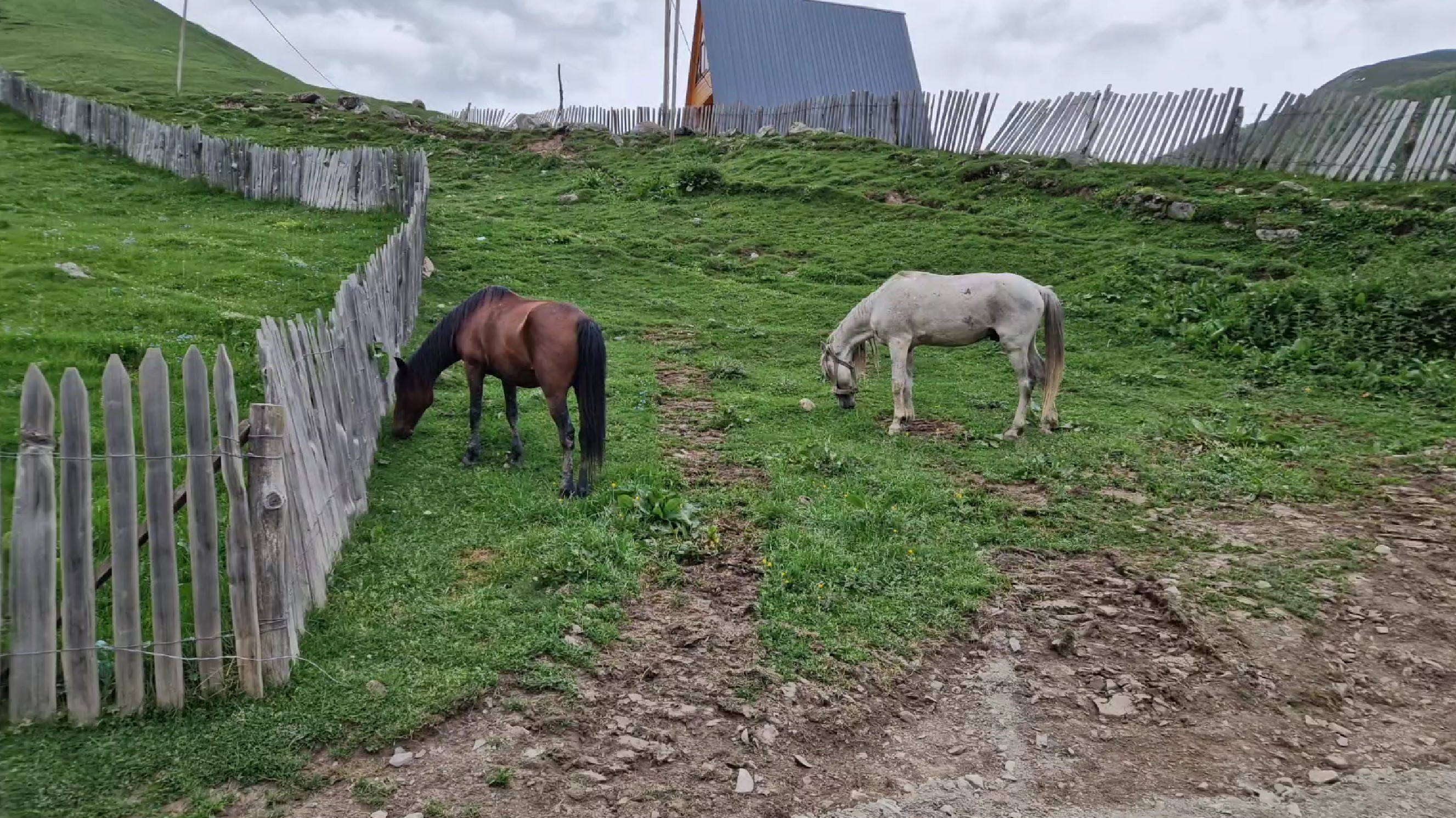 4efb7-horses3.jpg