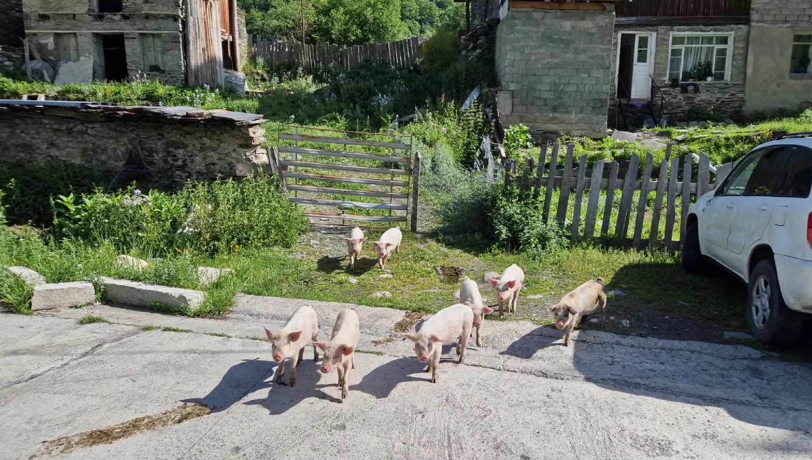 Piglets