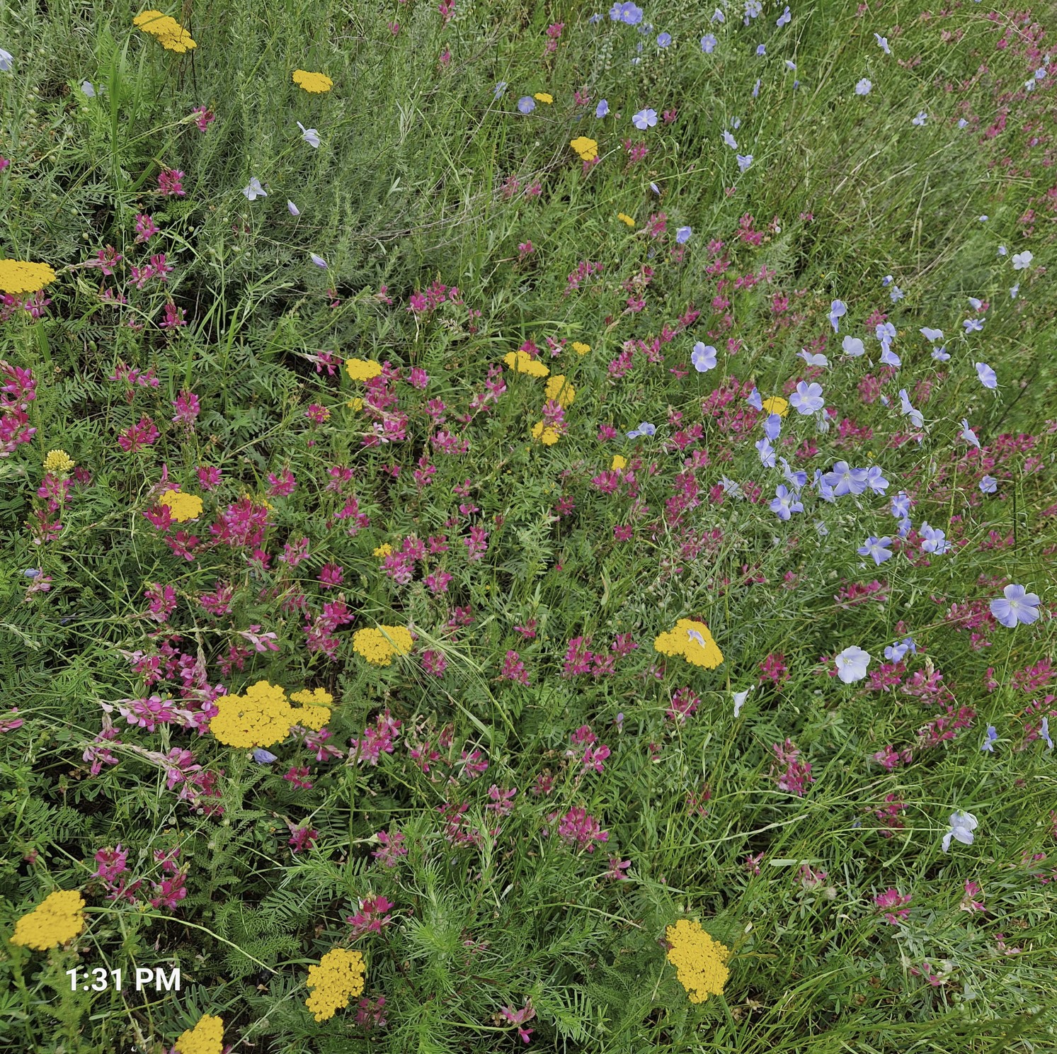 60769-wild1.jpg
