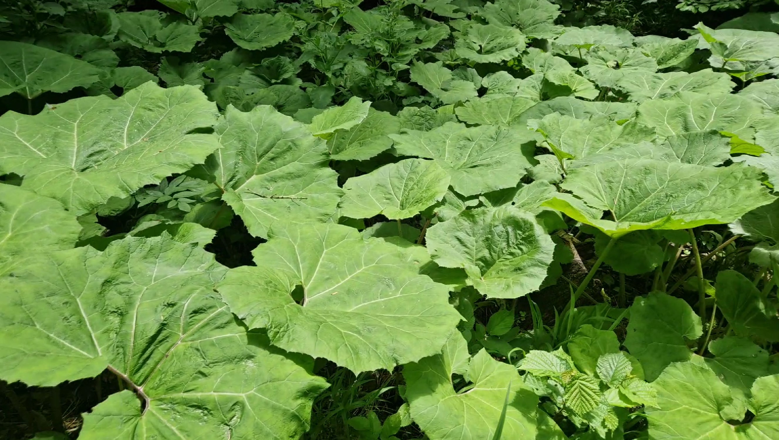 Huge leeves