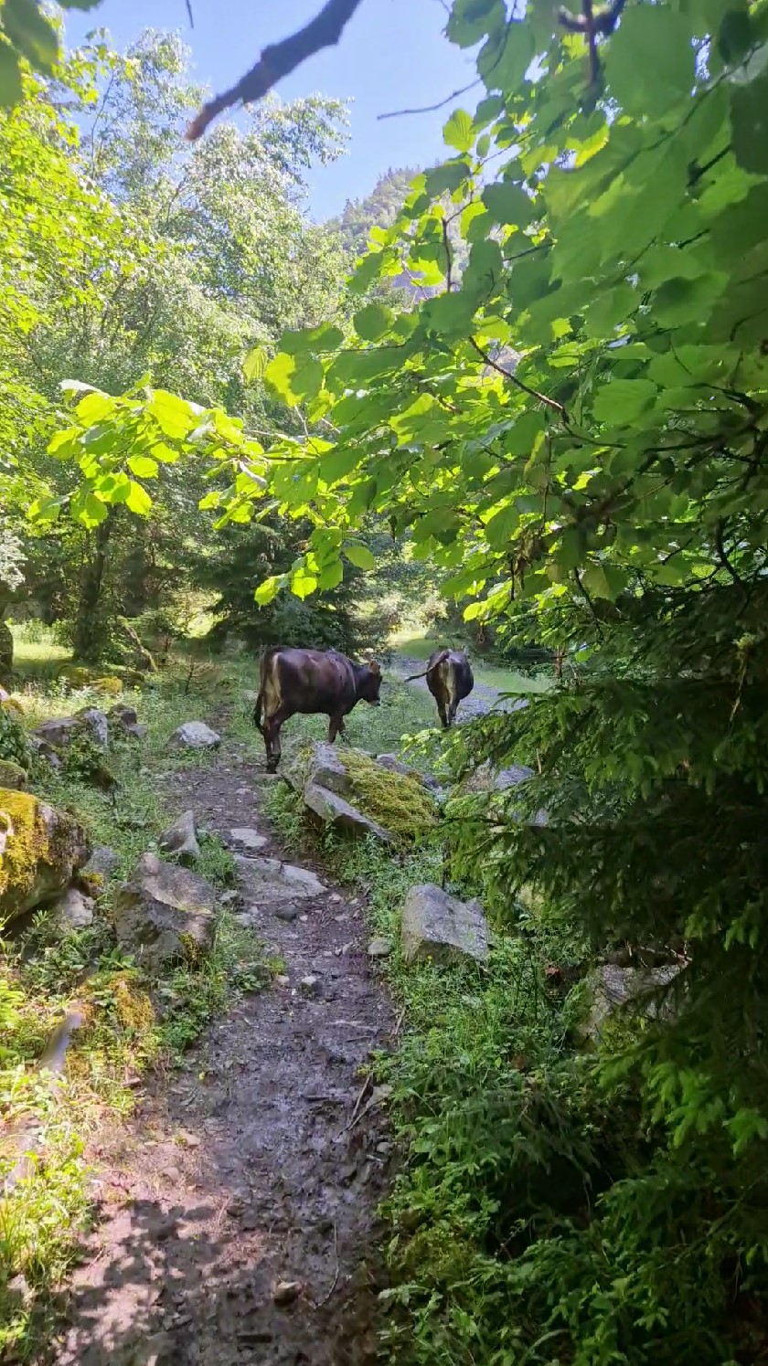 Cows leading the way