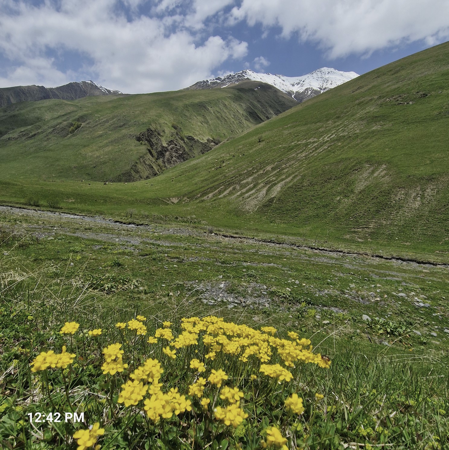 92548-flowers2.jpg