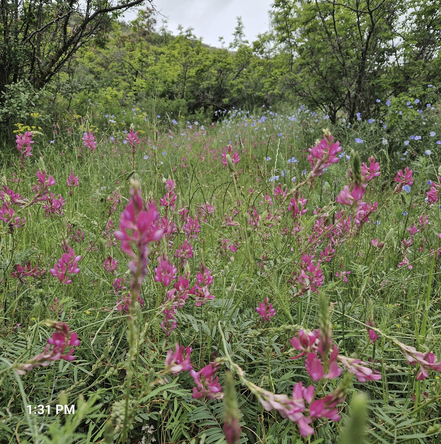 9d5fd-wild2.jpg
