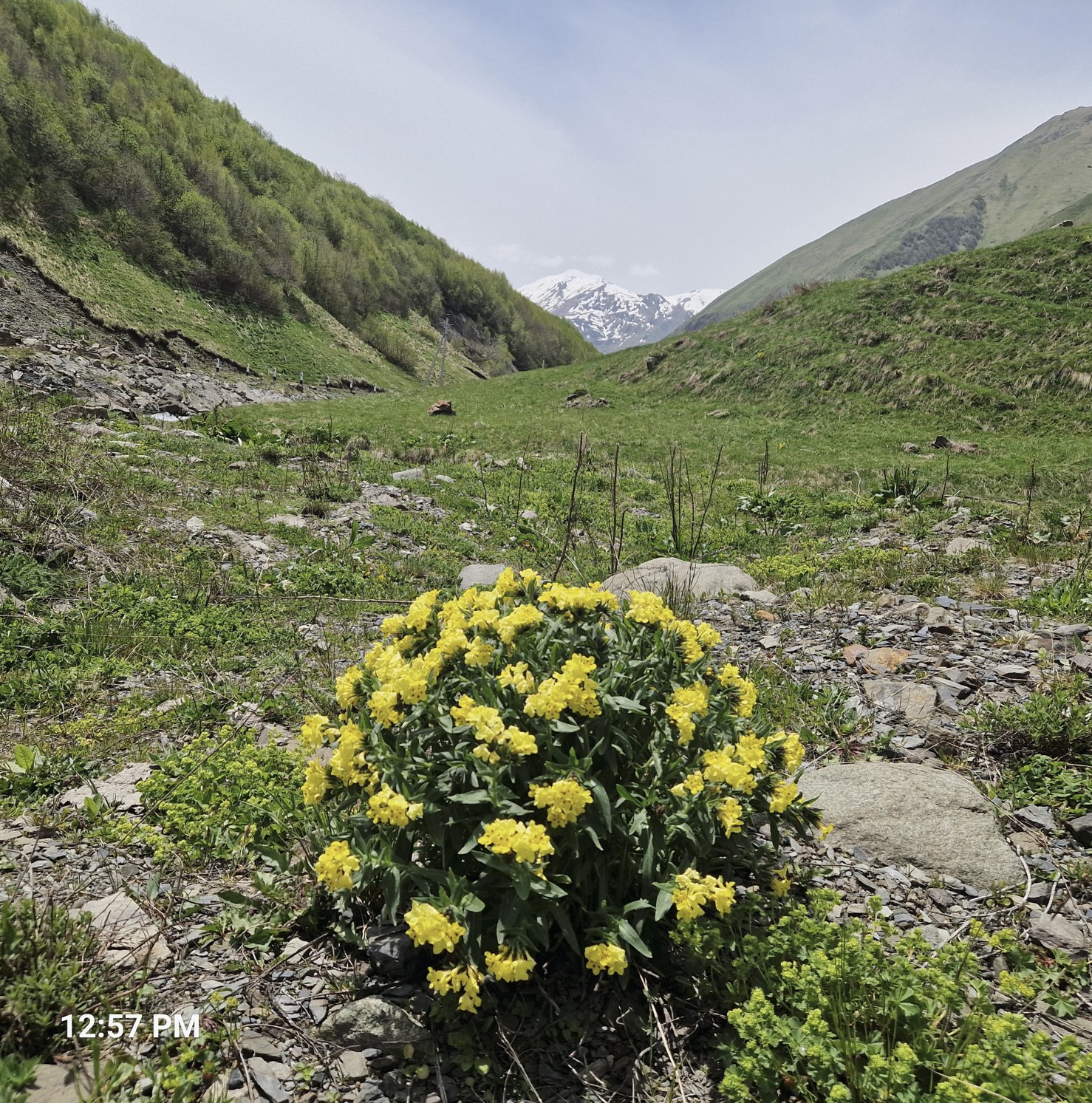 a501b-flowers4.jpg