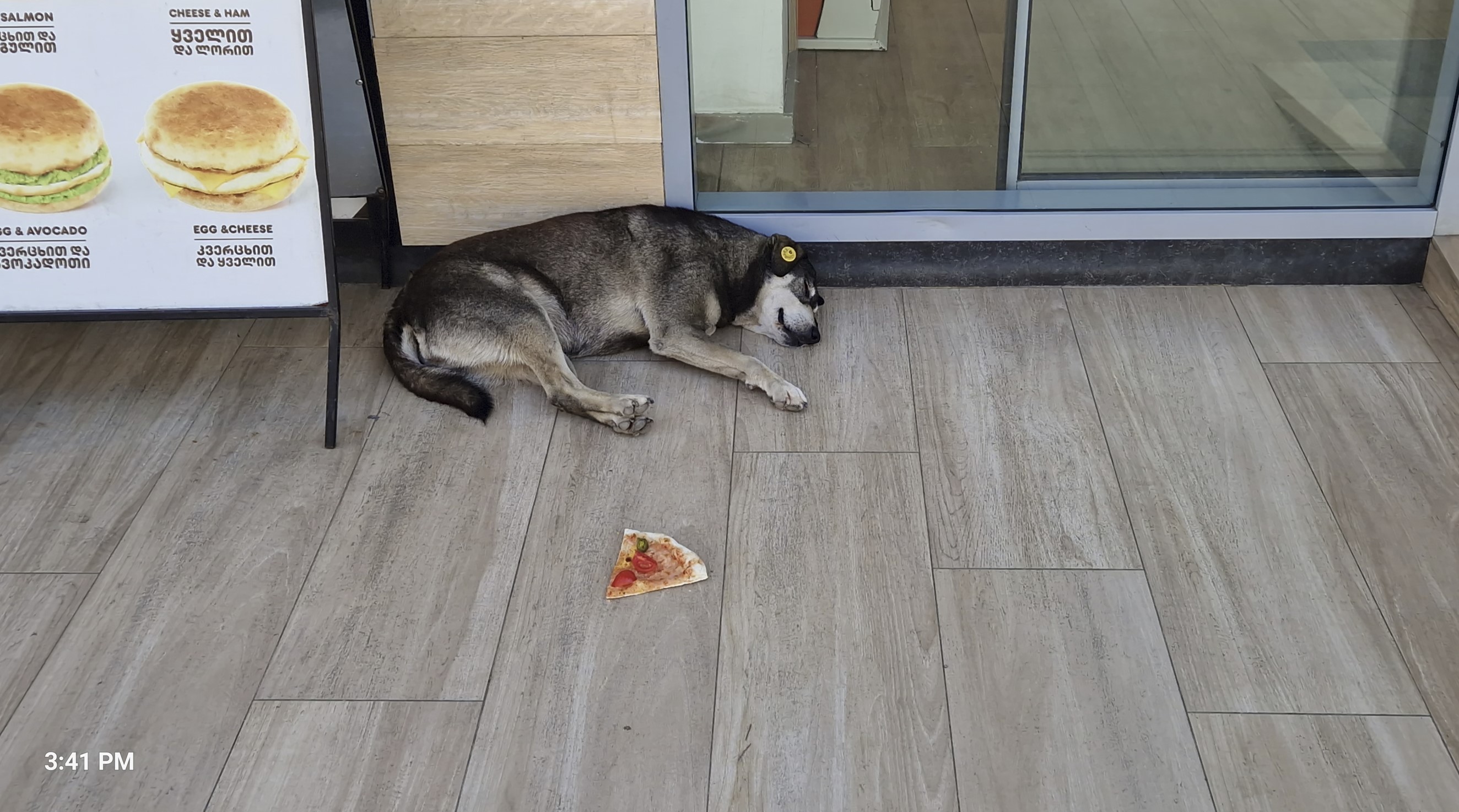 bc479-dog.jpg