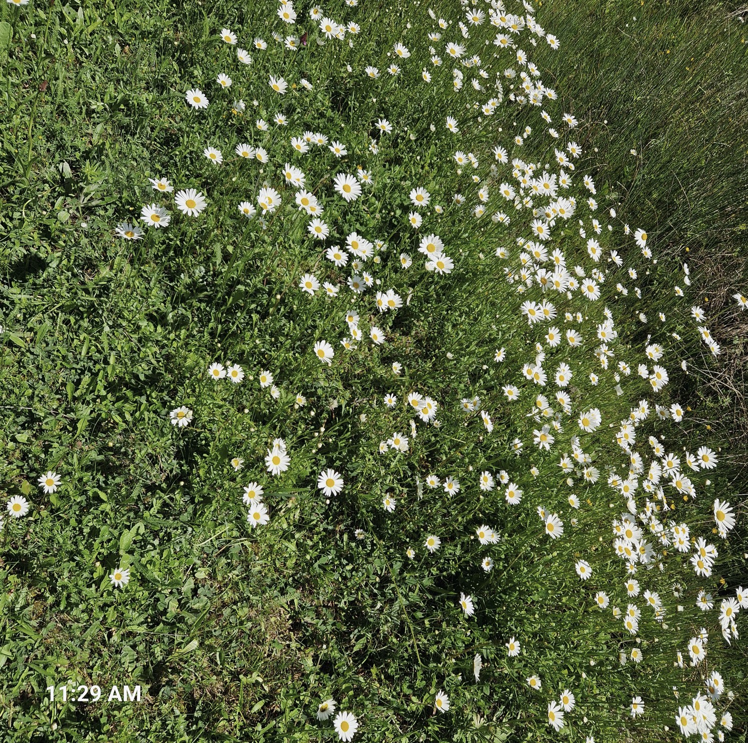 d201e-wild-flower1.jpg