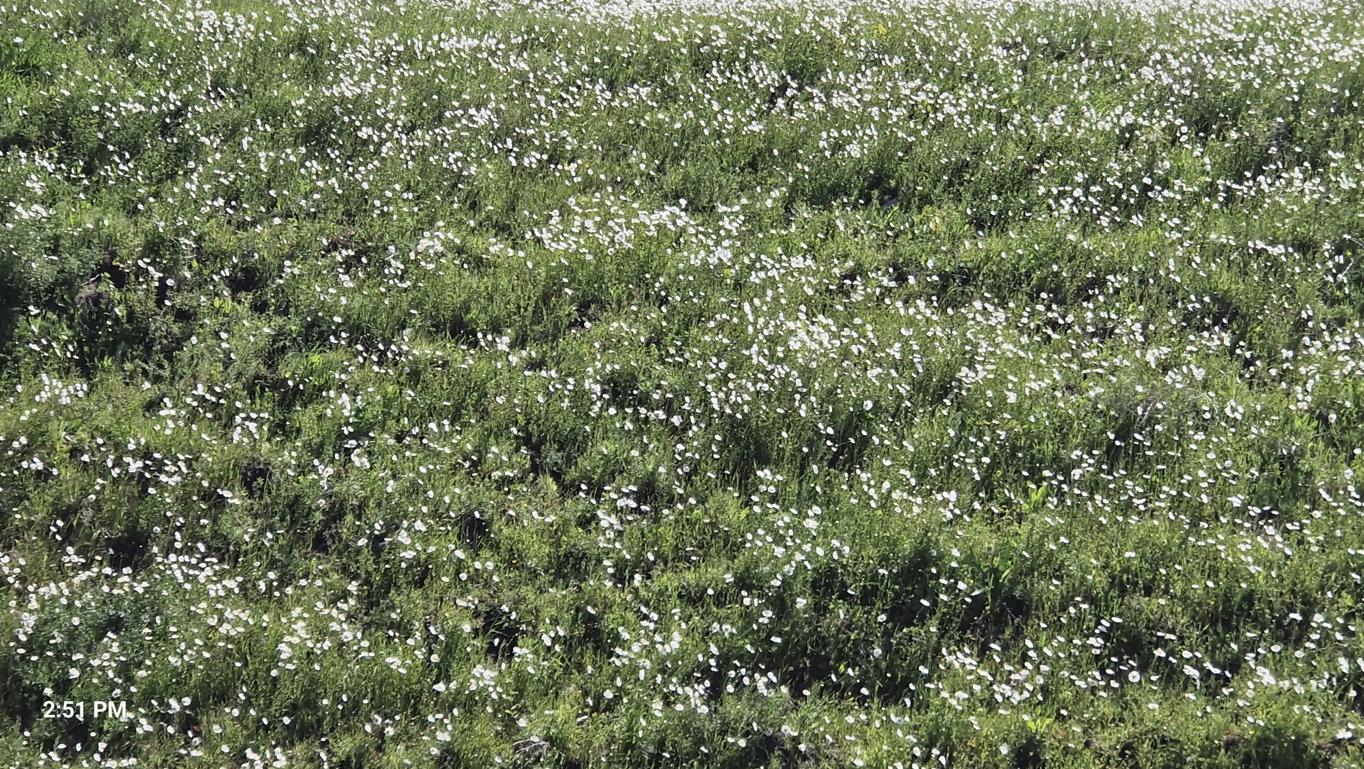 d2061-flowers.jpg