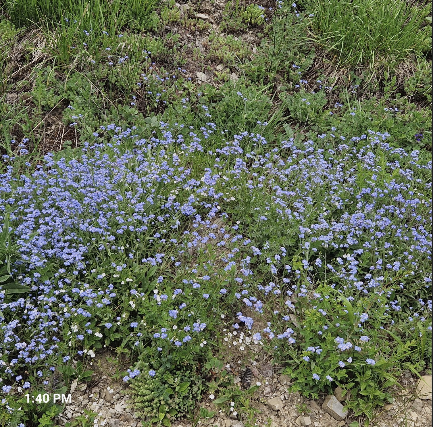 da5e7-wild-flower3.jpg