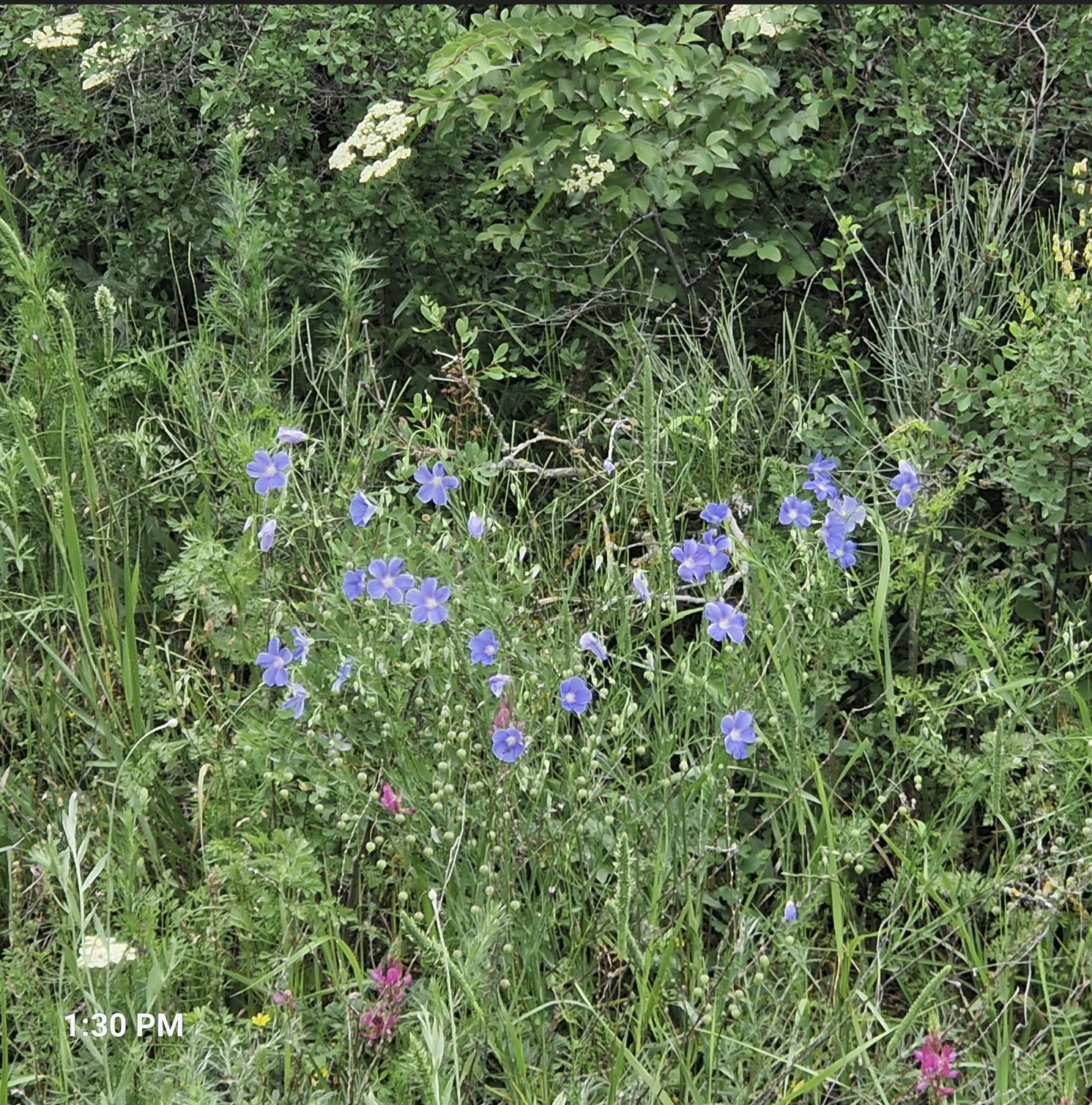 e4ab2-wild3.jpg