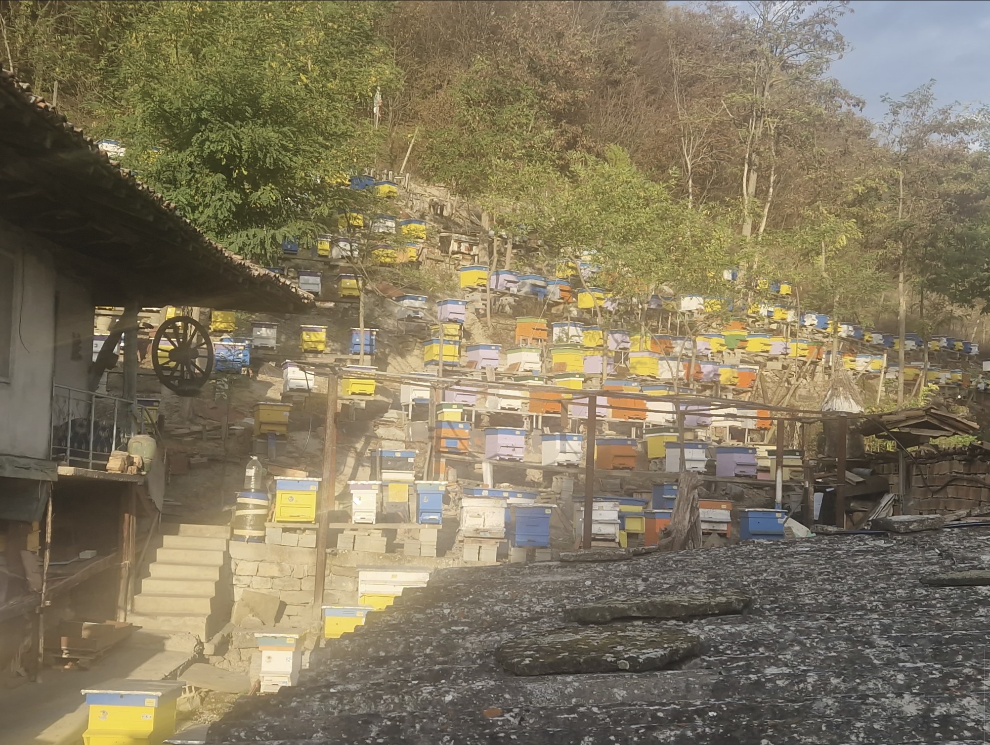 Lots of bees...