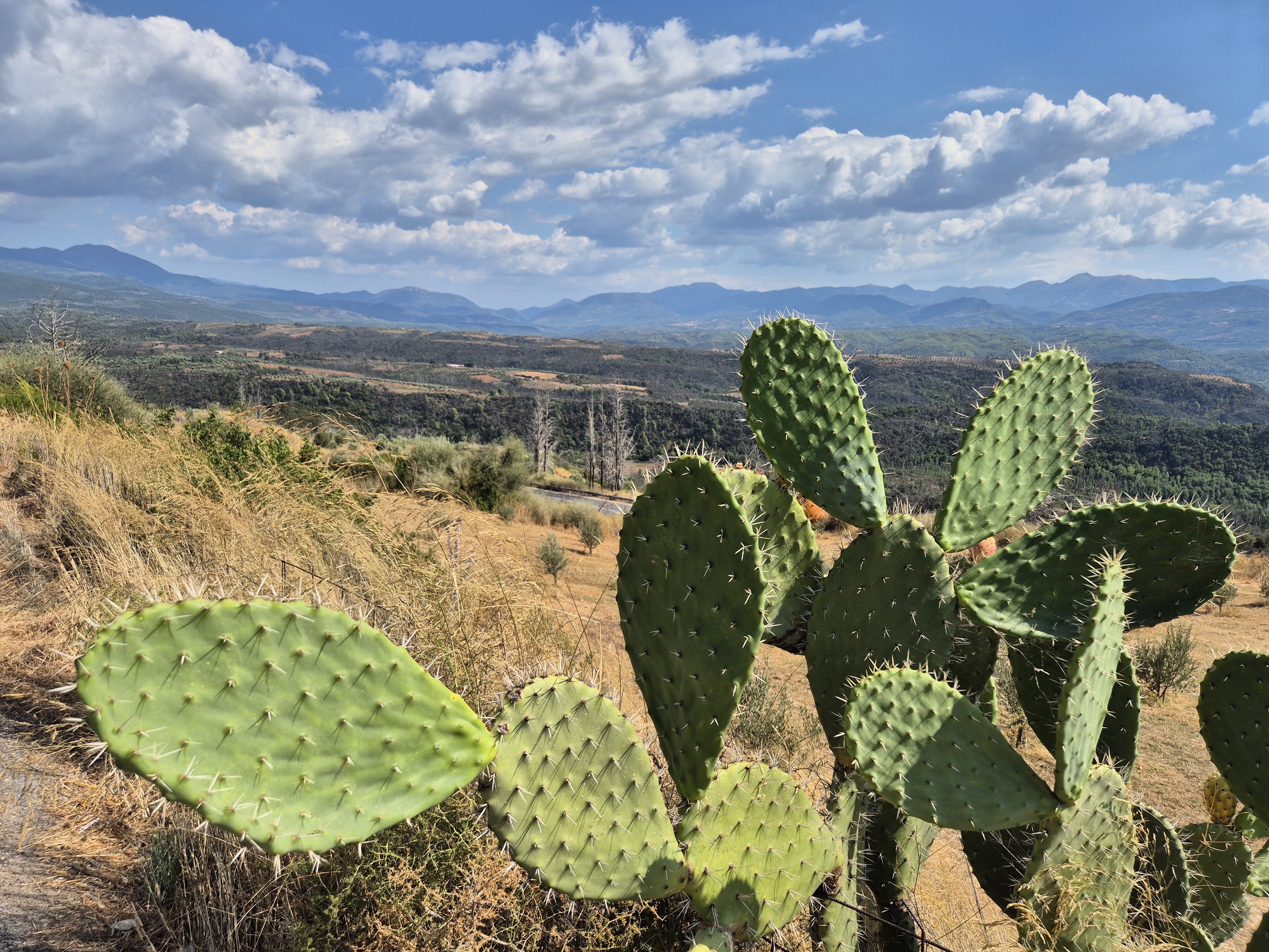 Cacti