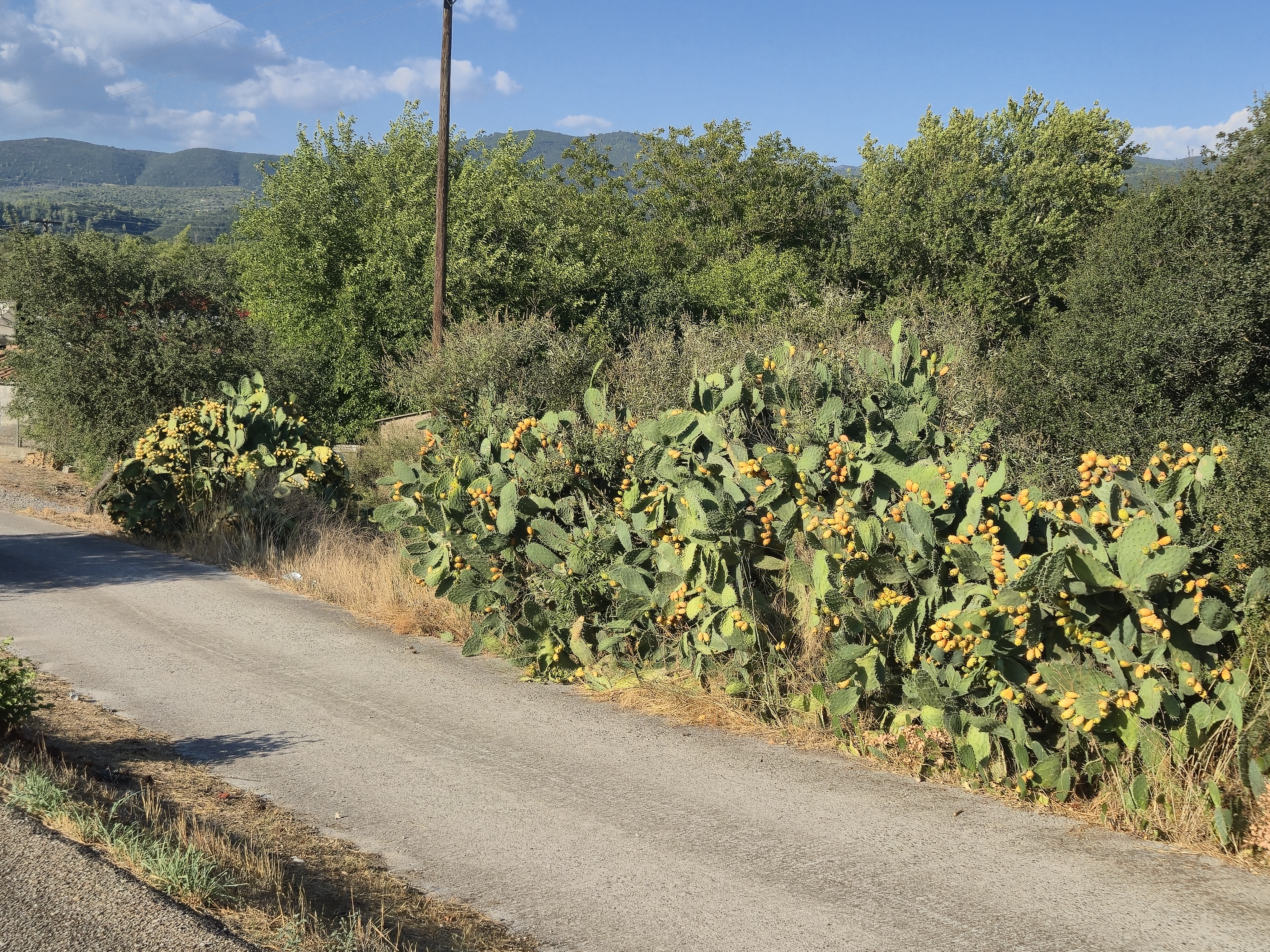 CactiBlossom