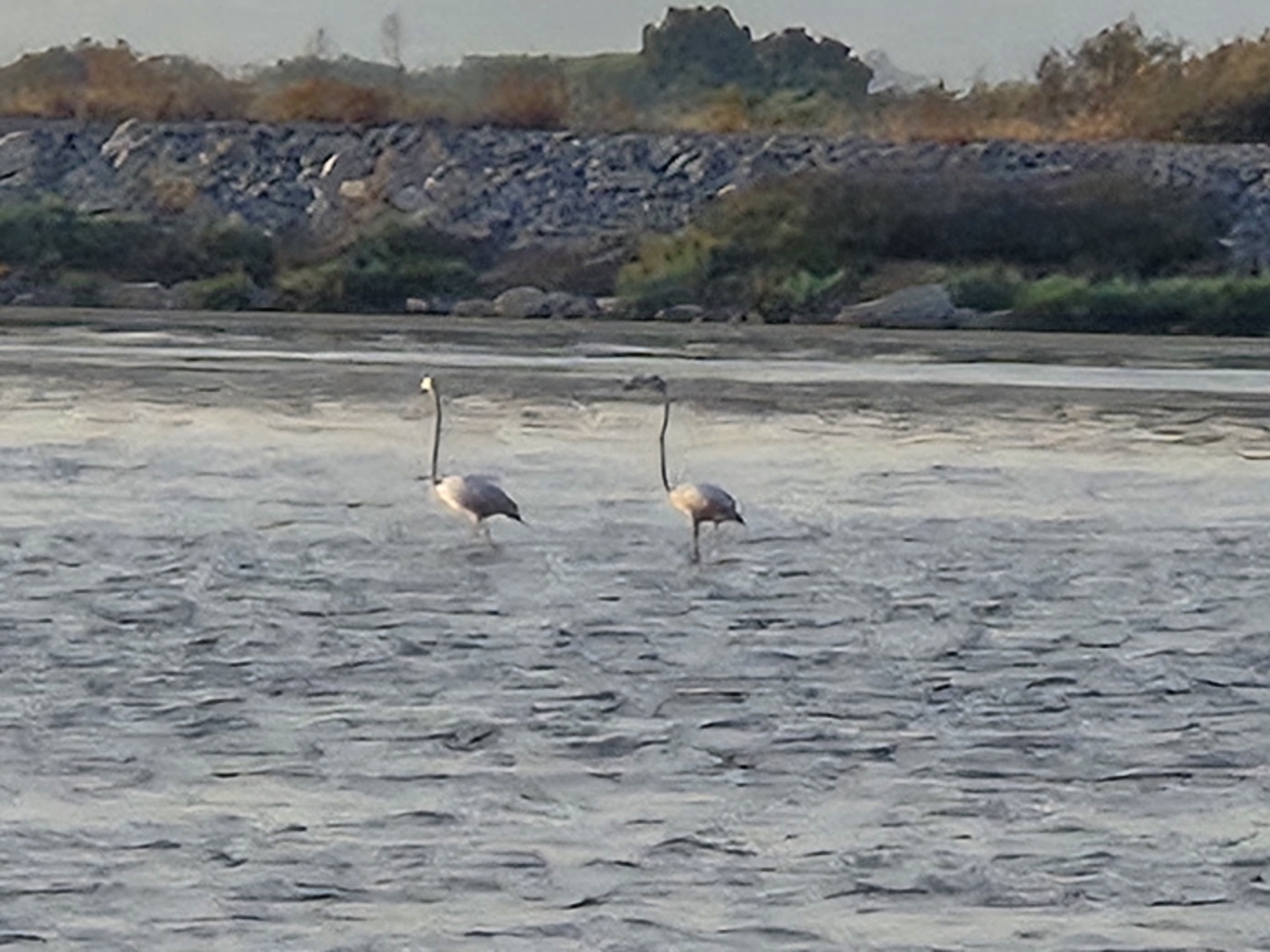 Flamingoes