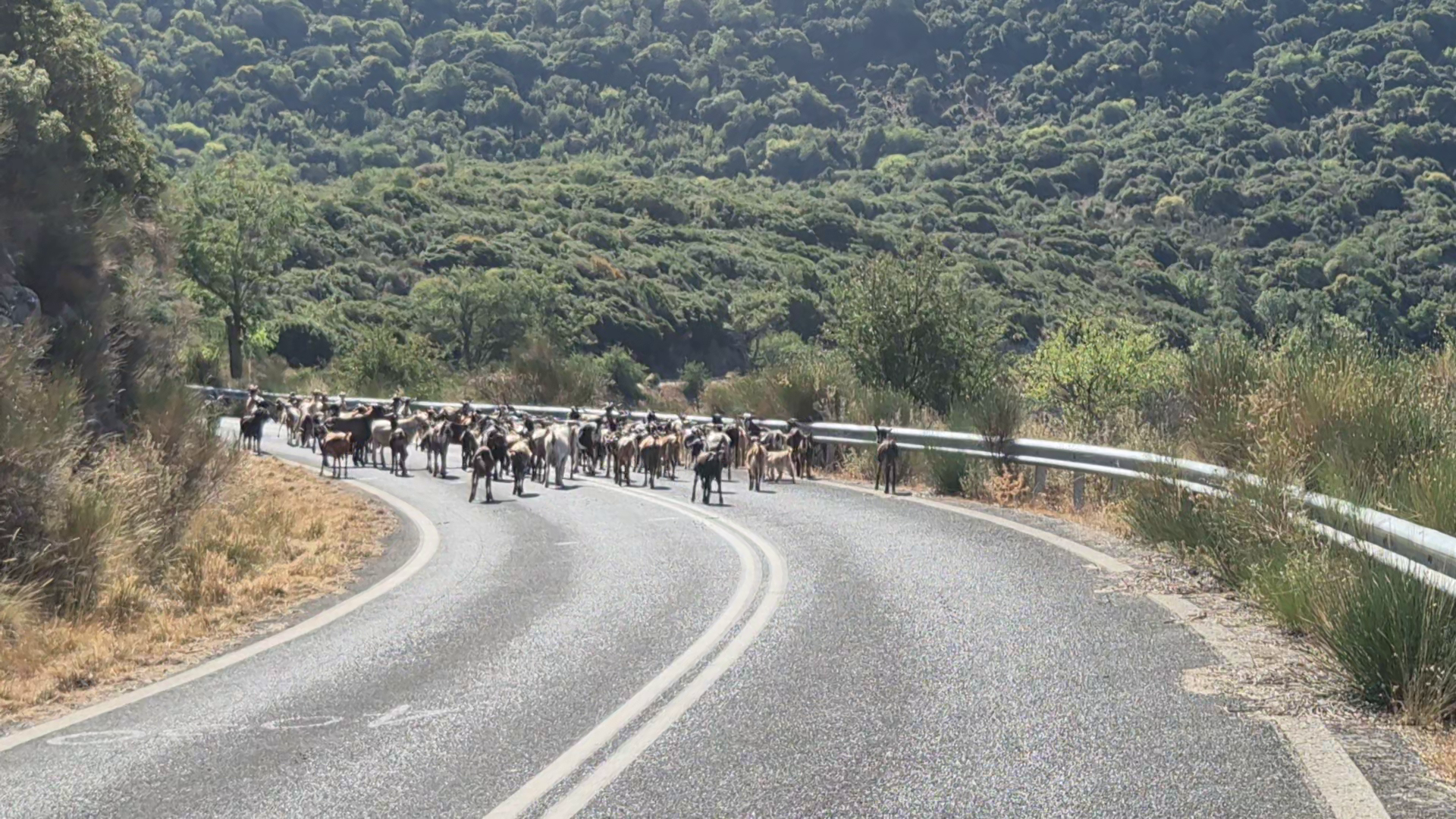Goats1
