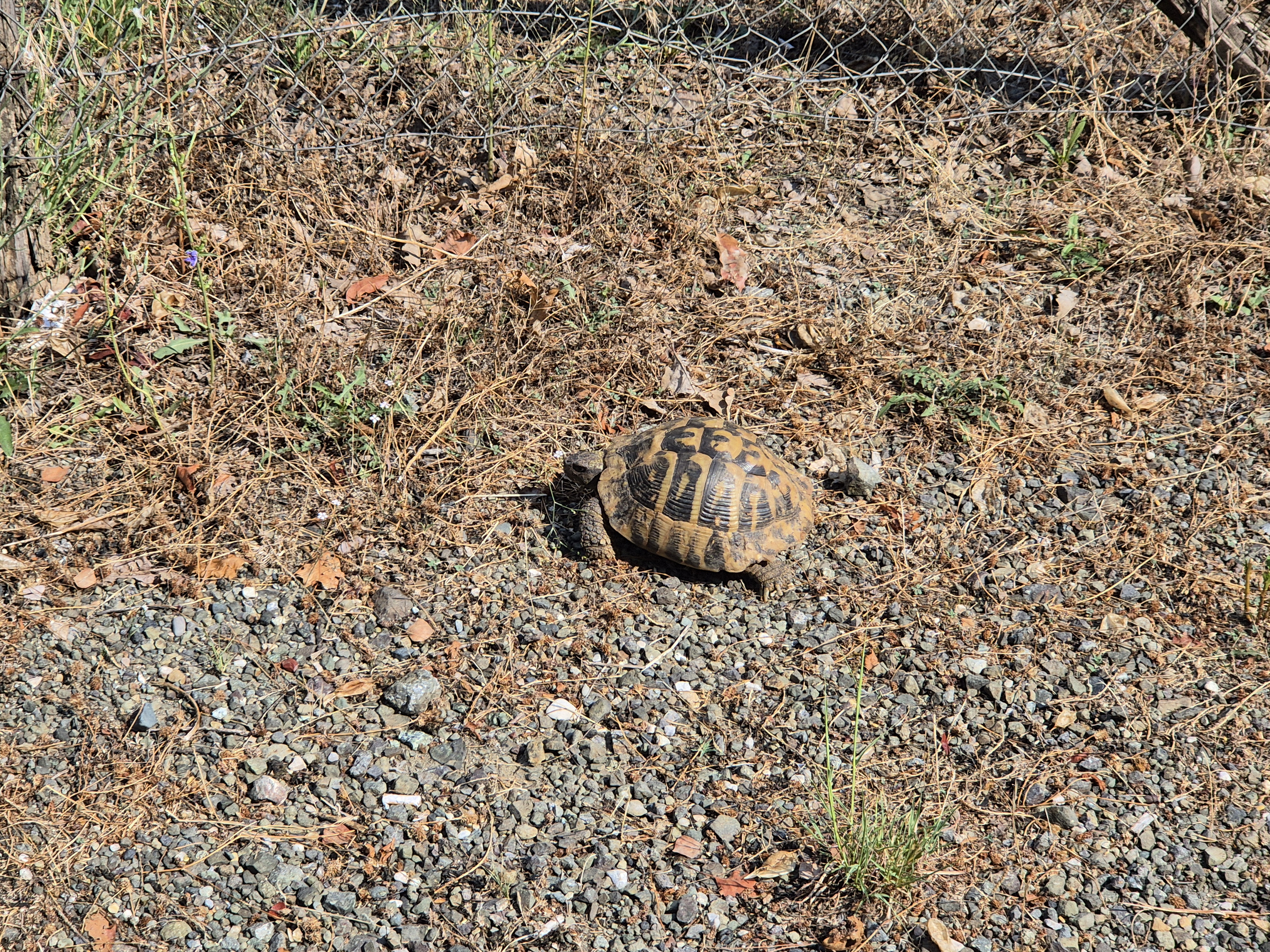 Turtle