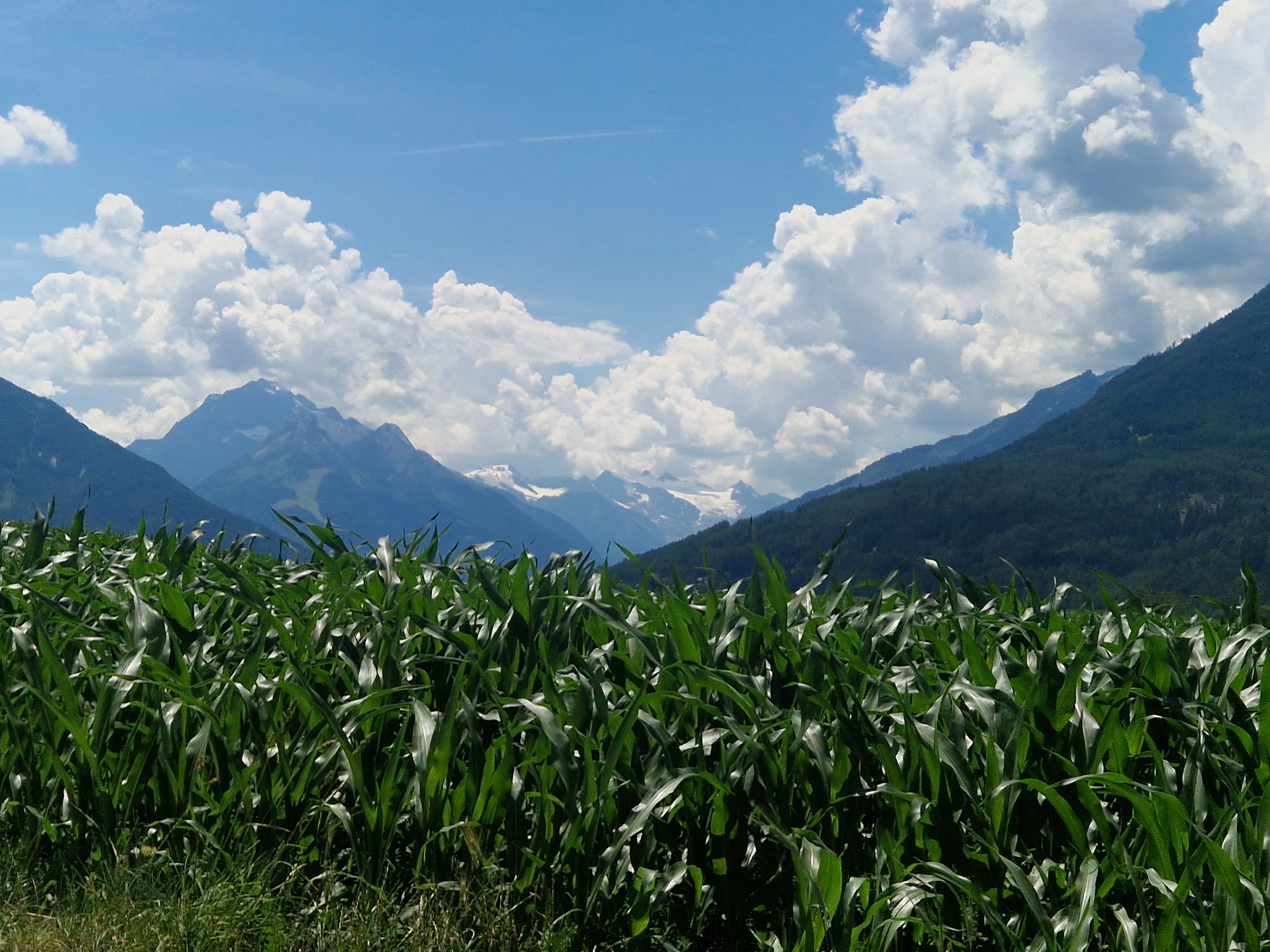 Brenner