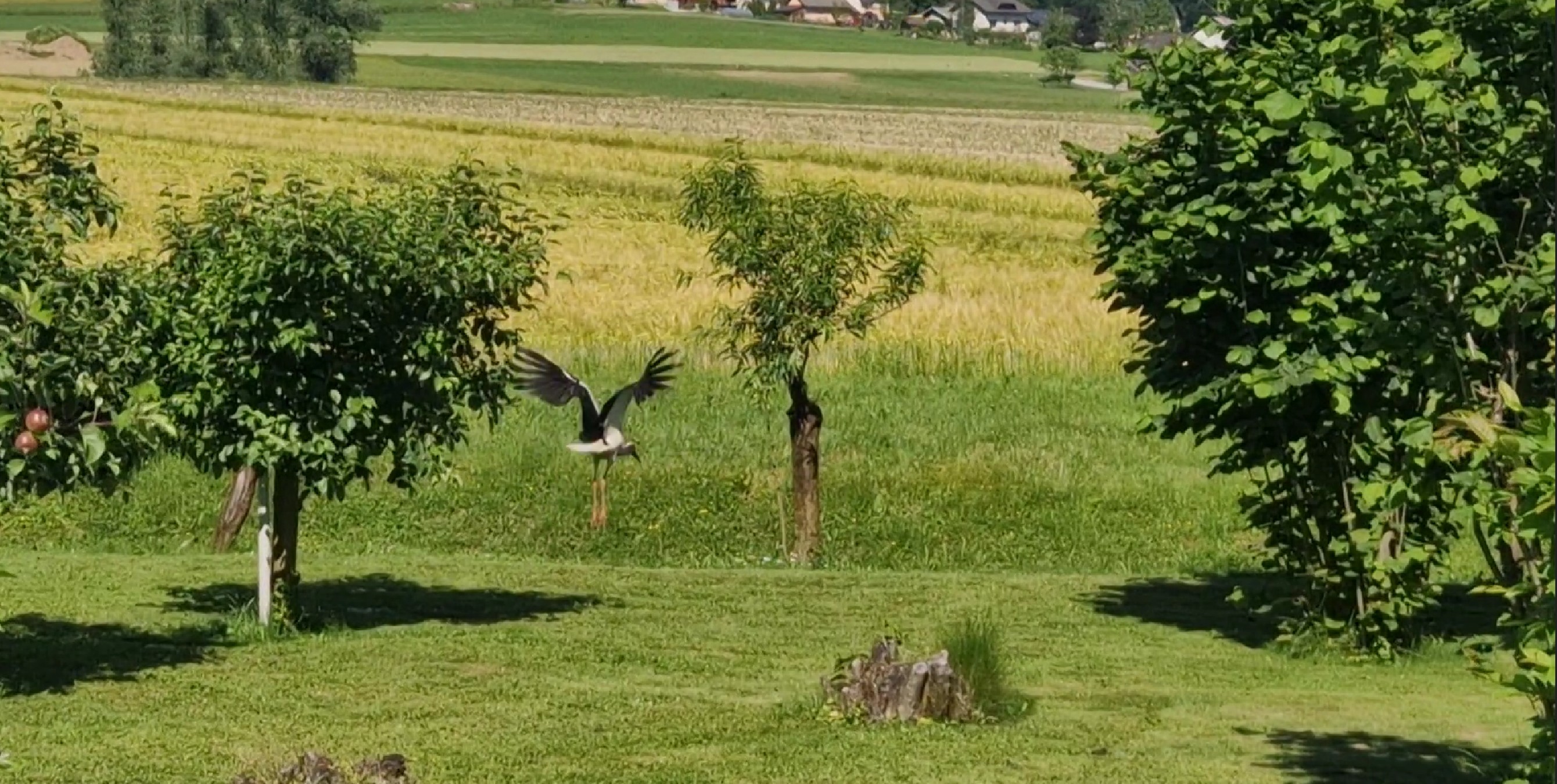 Stork