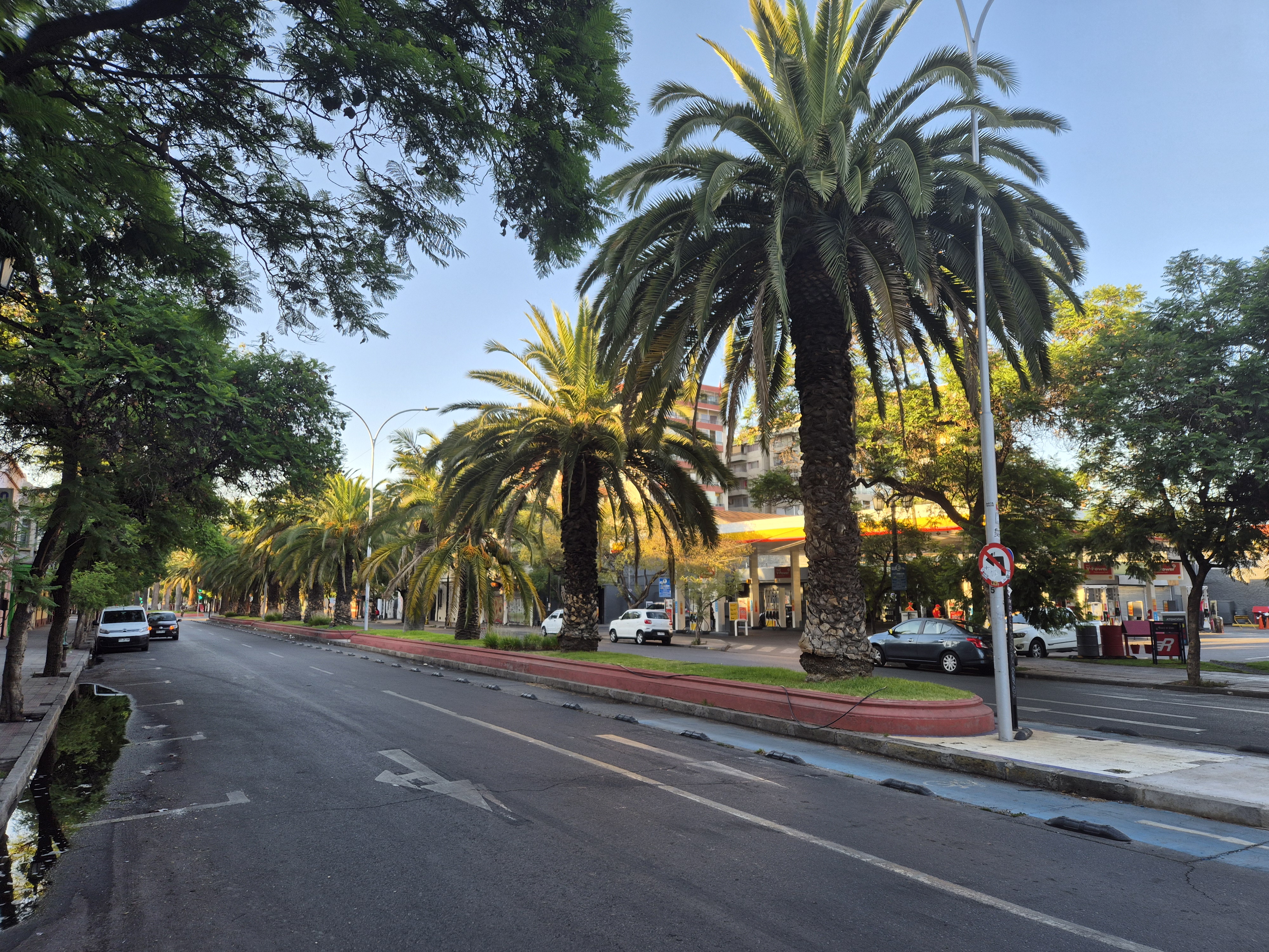 Palm trees