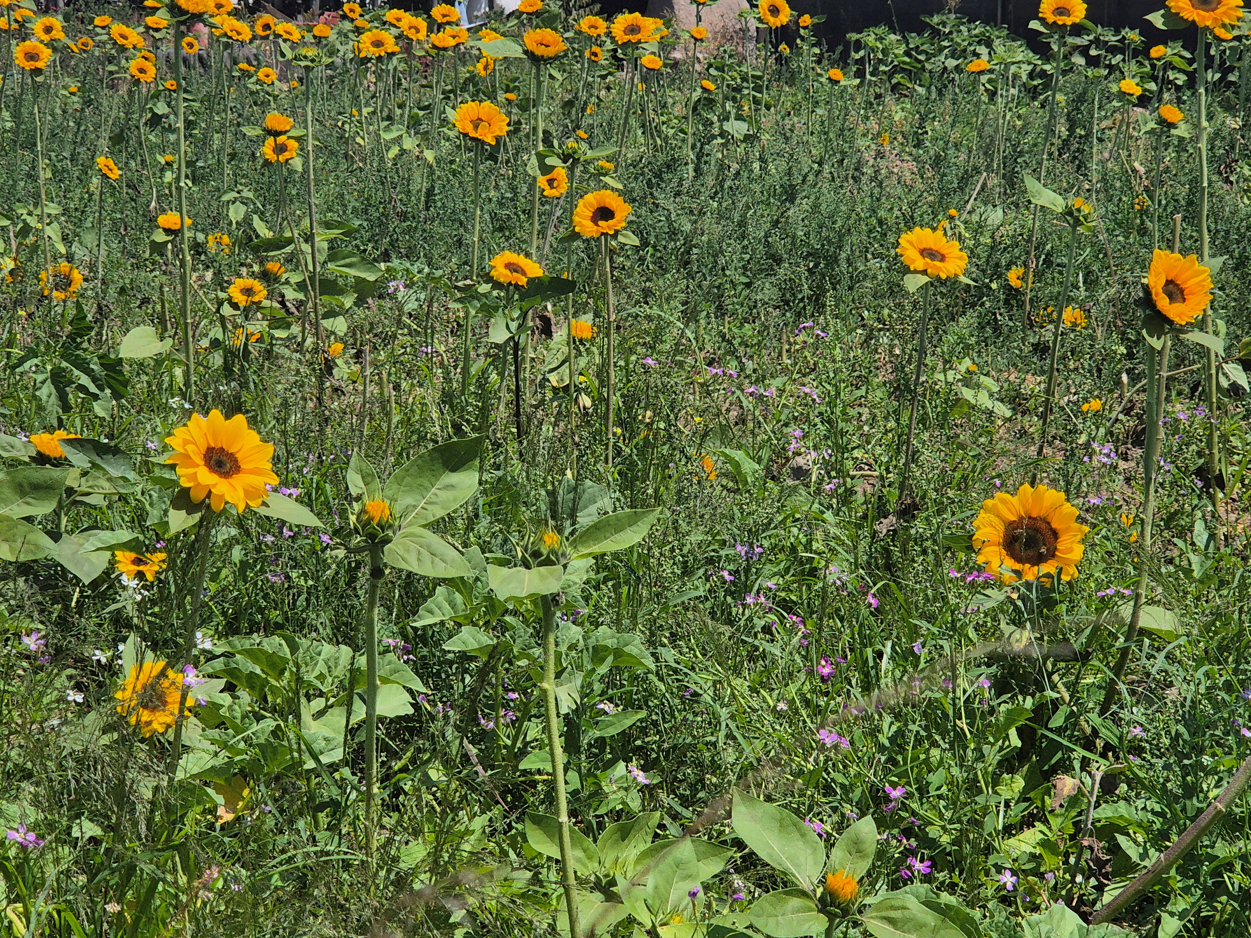 Pretty flowers #1