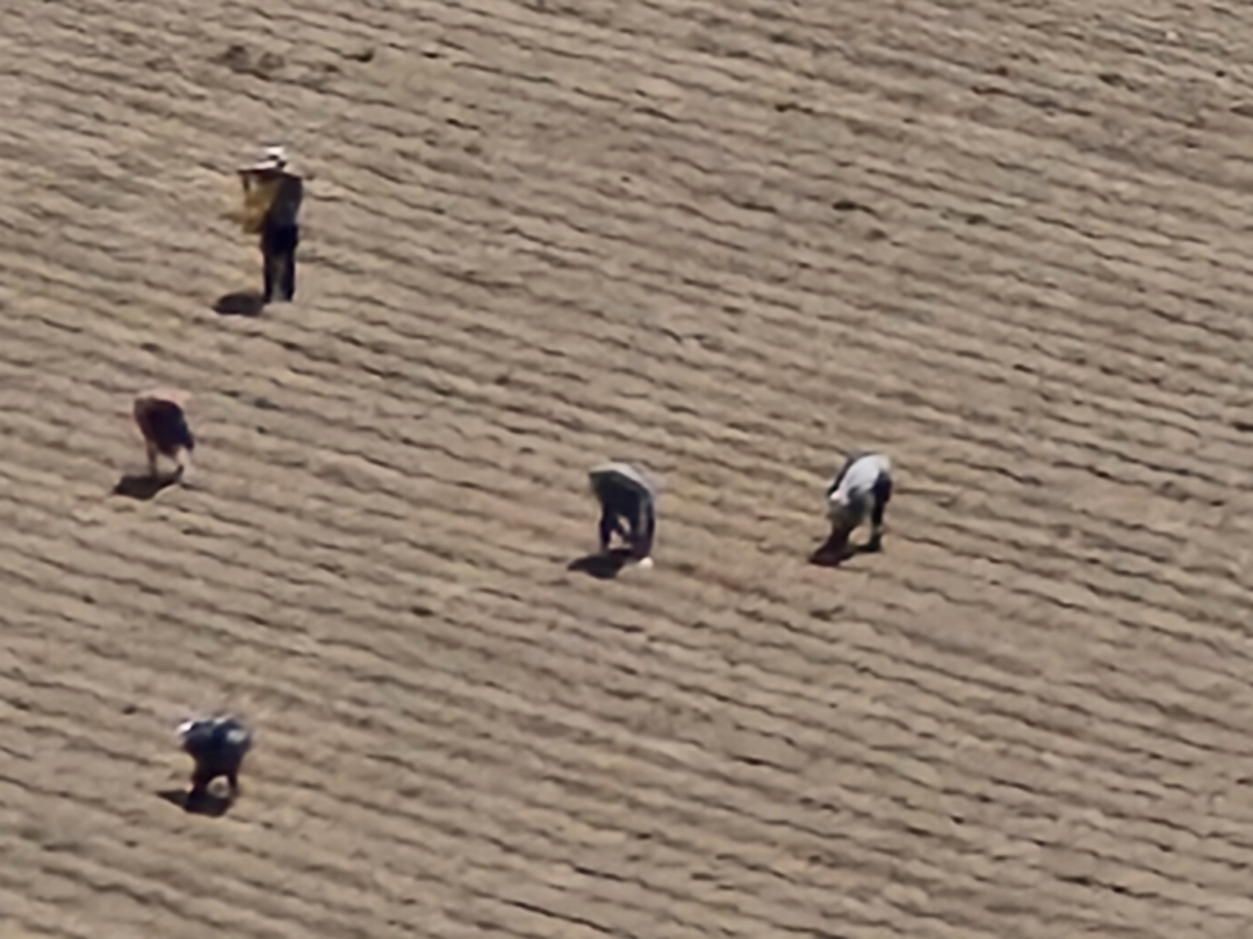 Agriculture