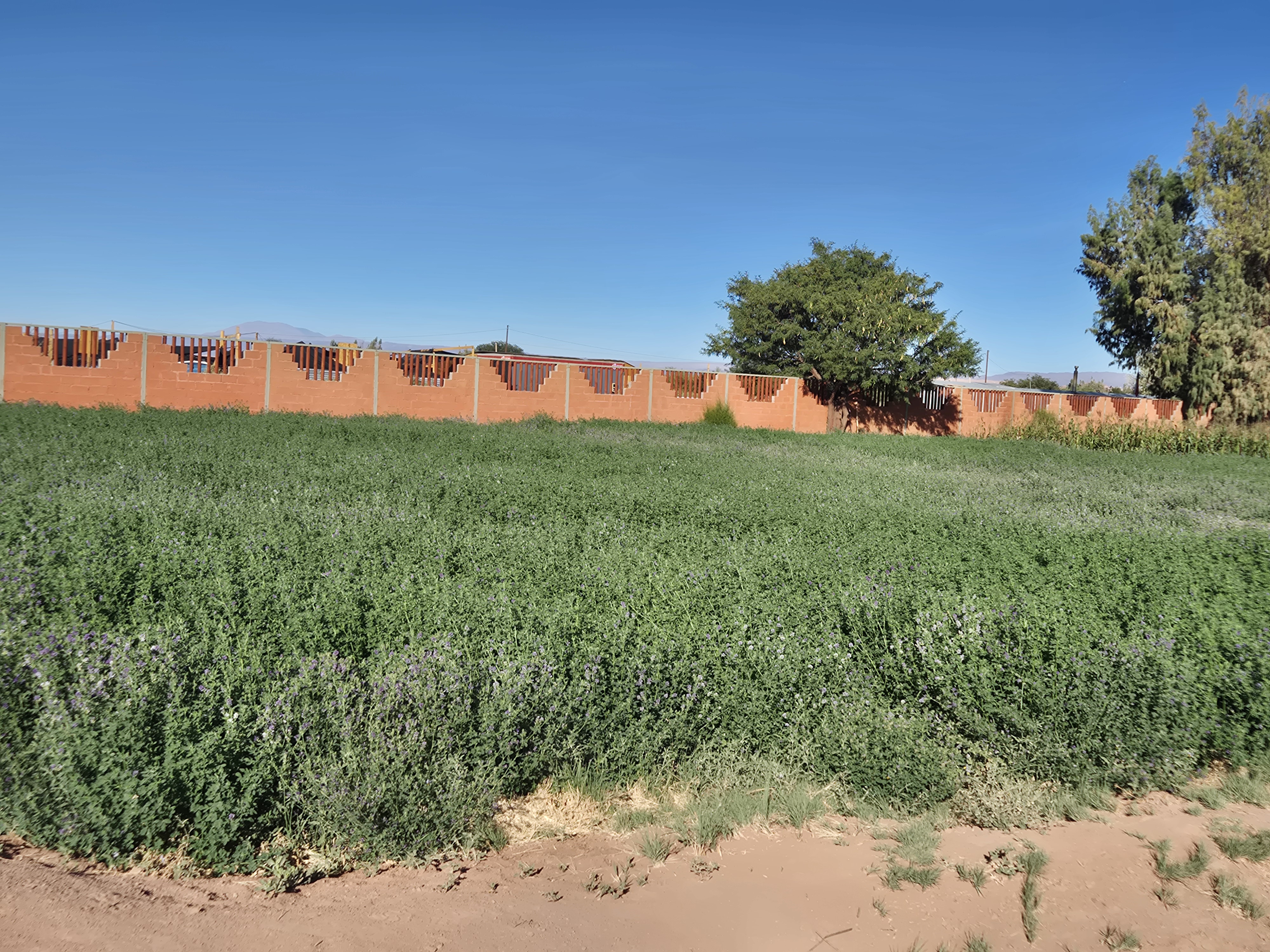 Altafa