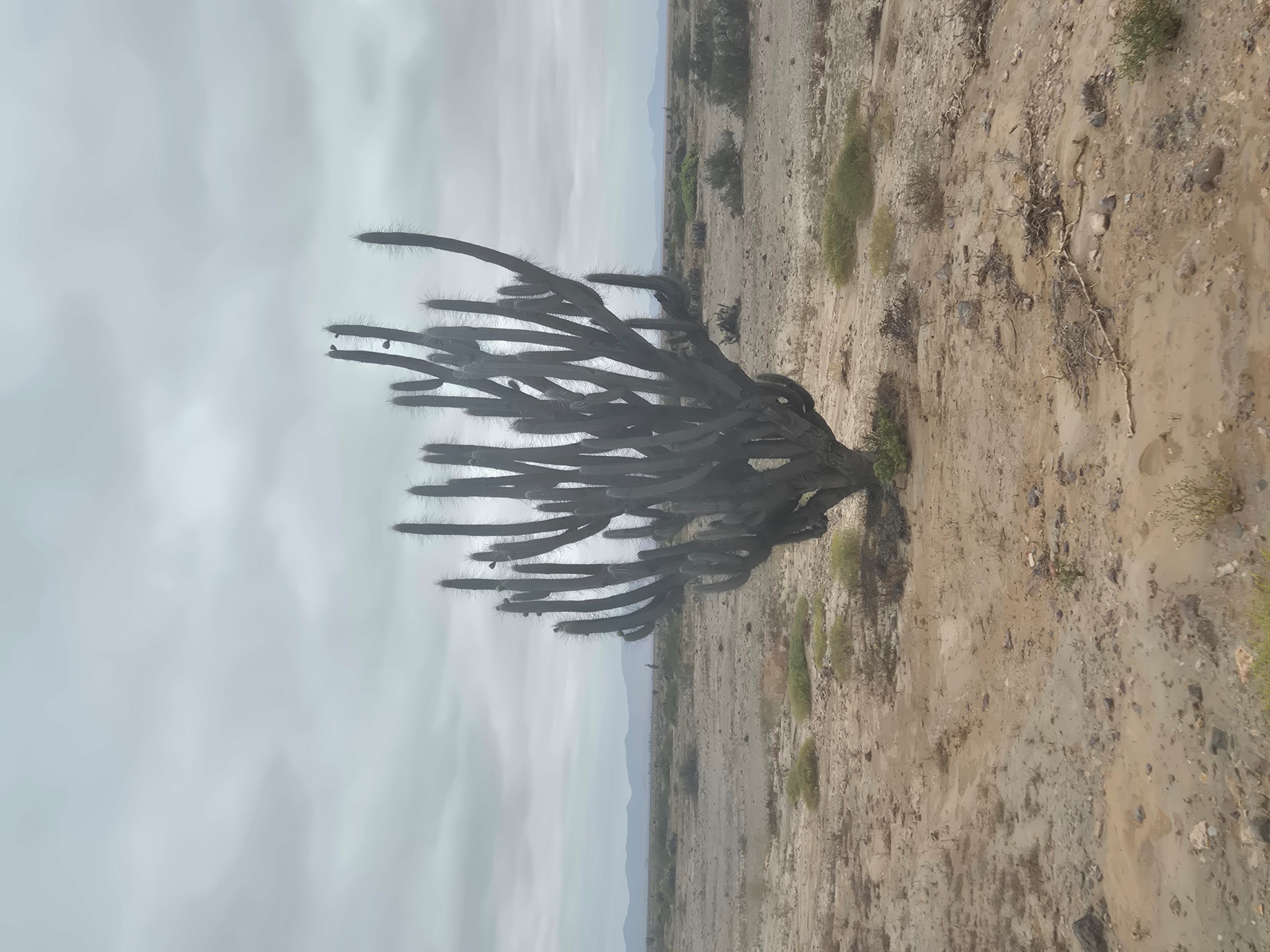 Cactus